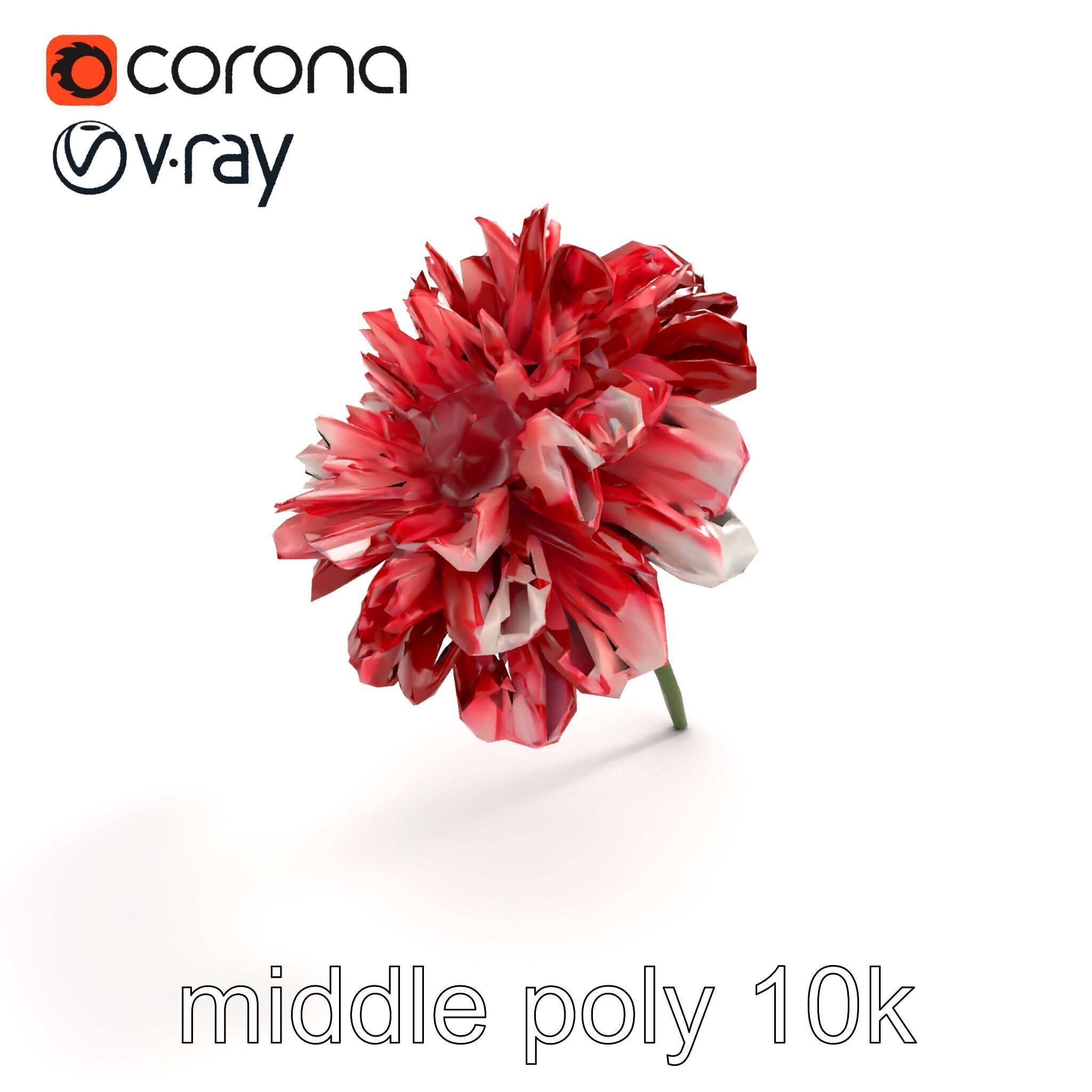 Dianthus Bicolor Flower Realistic Petal Pattern model pack Low-poly 3D model_7