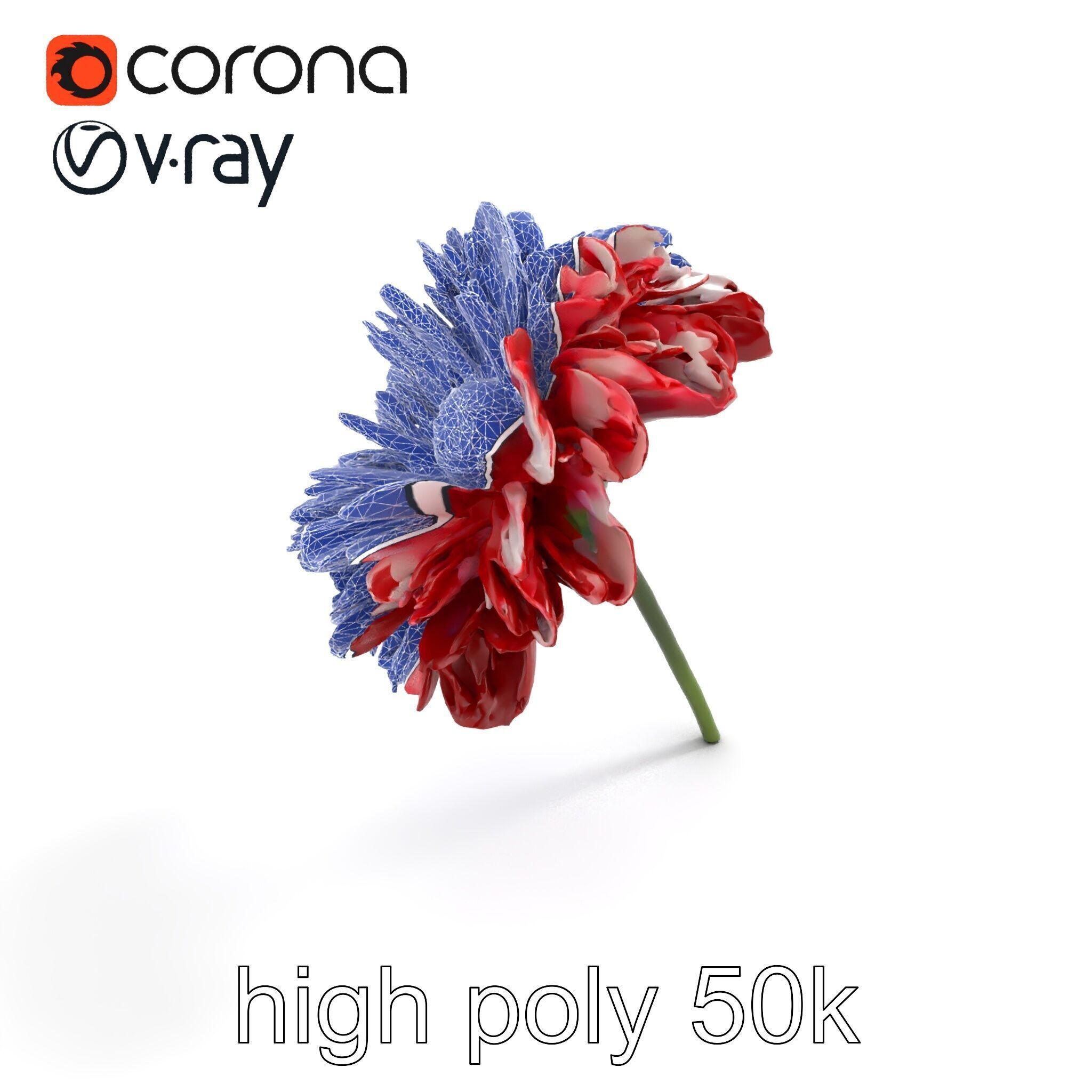 Dianthus Bicolor Flower Realistic Petal Pattern model pack Low-poly 3D model_27