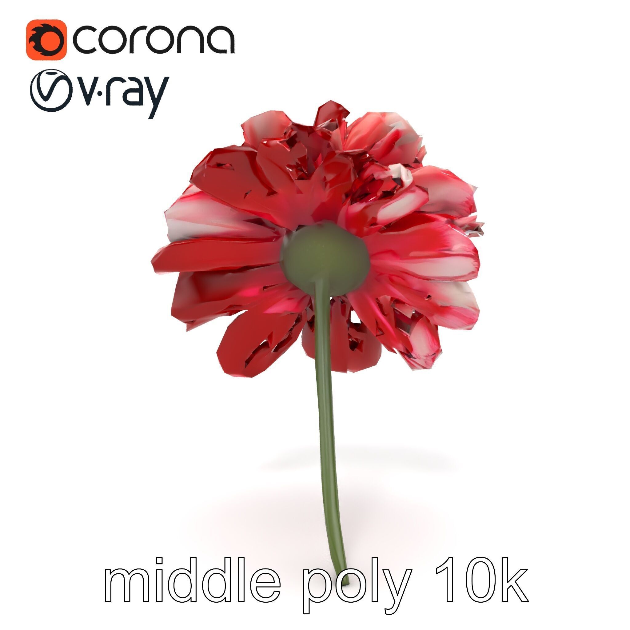 Dianthus Bicolor Flower Realistic Petal Pattern model pack Low-poly 3D model_23