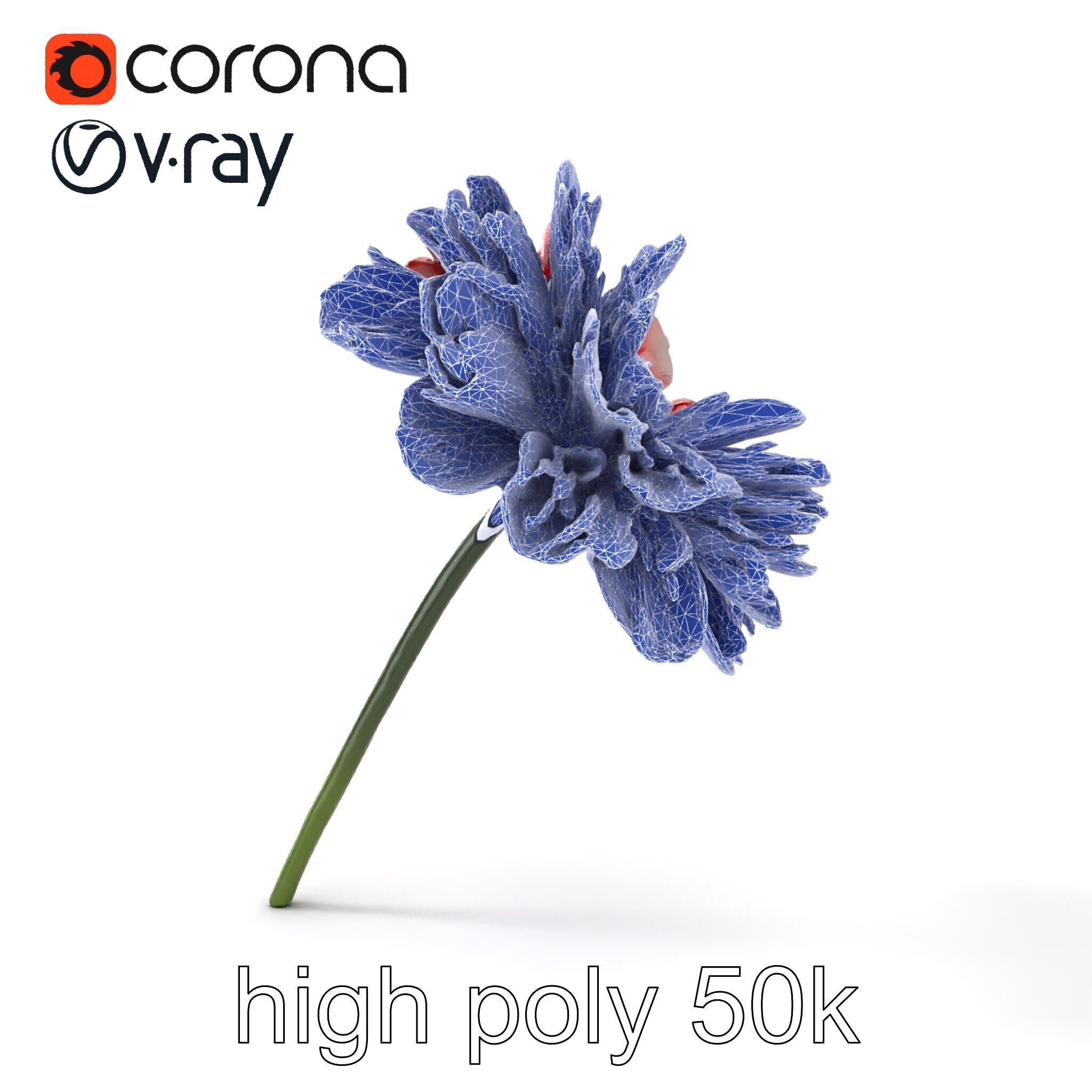 Dianthus Bicolor Flower Realistic Petal Pattern model pack Low-poly 3D model_30