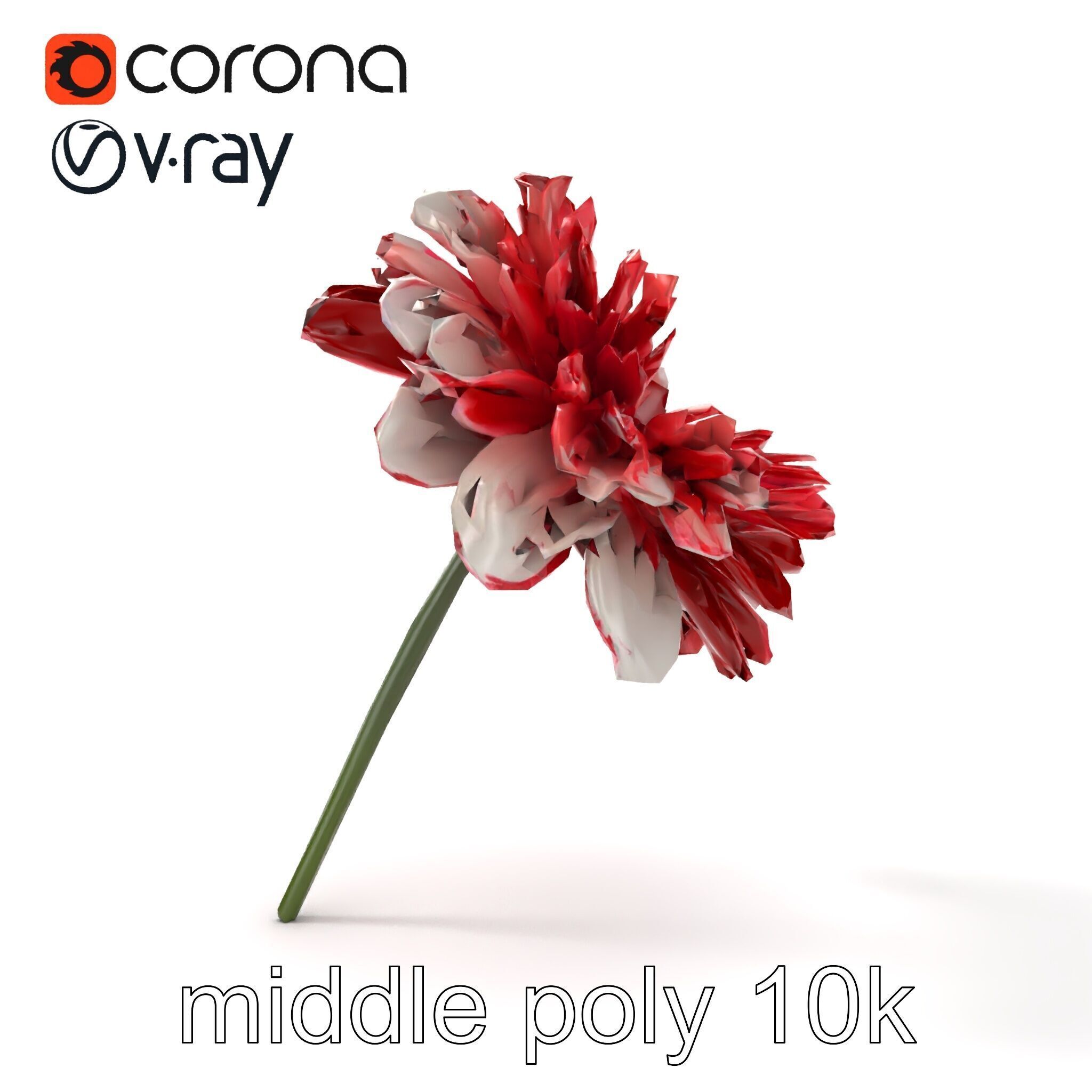 Dianthus Bicolor Flower Realistic Petal Pattern model pack Low-poly 3D model_28