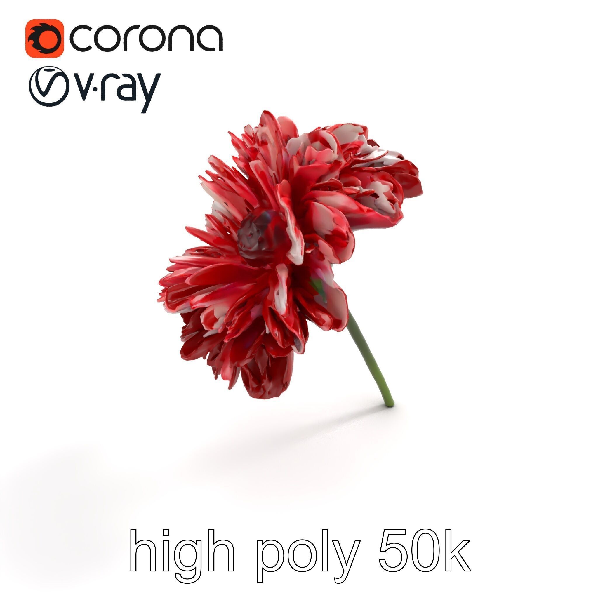 Dianthus Bicolor Flower Realistic Petal Pattern model pack Low-poly 3D model_9