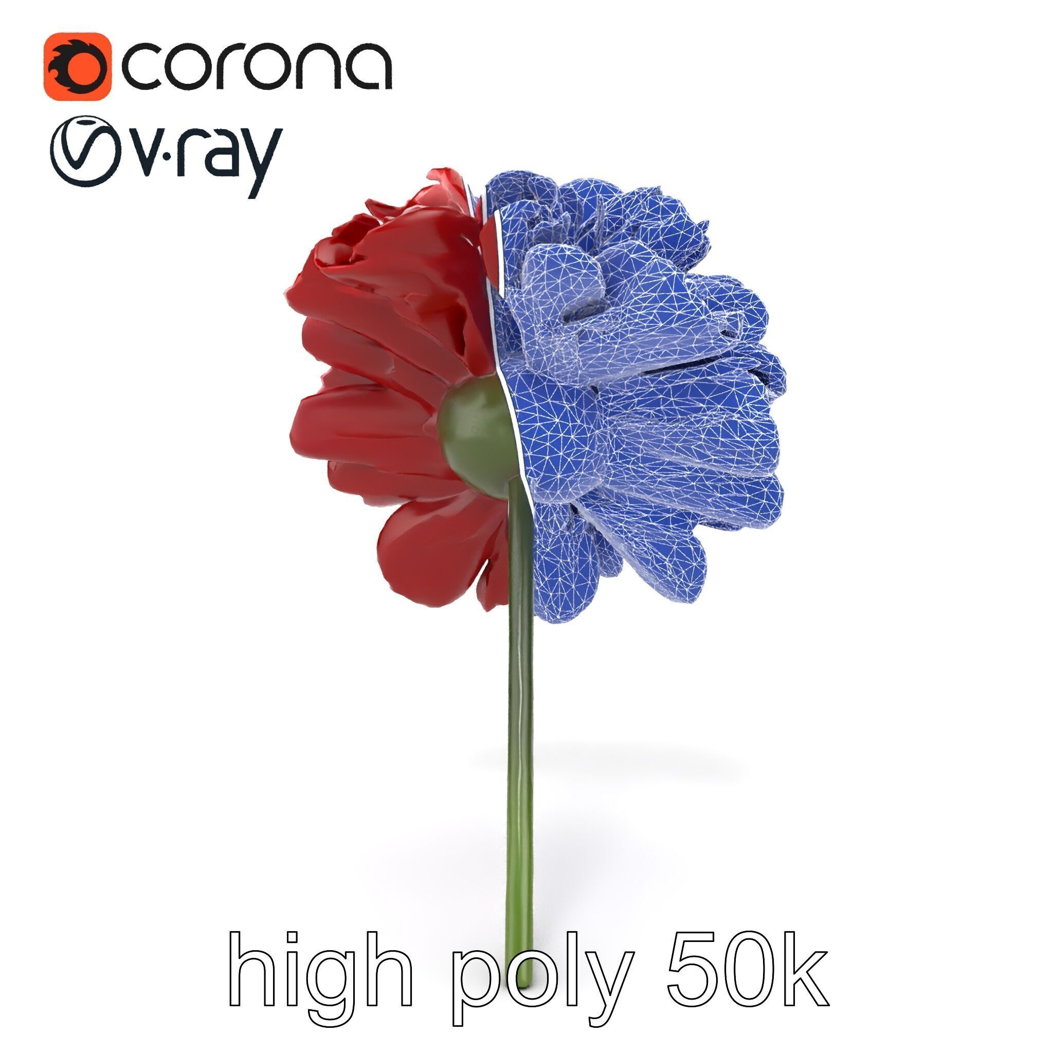 Dianthus Bicolor Flower Realistic Petal Pattern model pack Low-poly 3D model_29