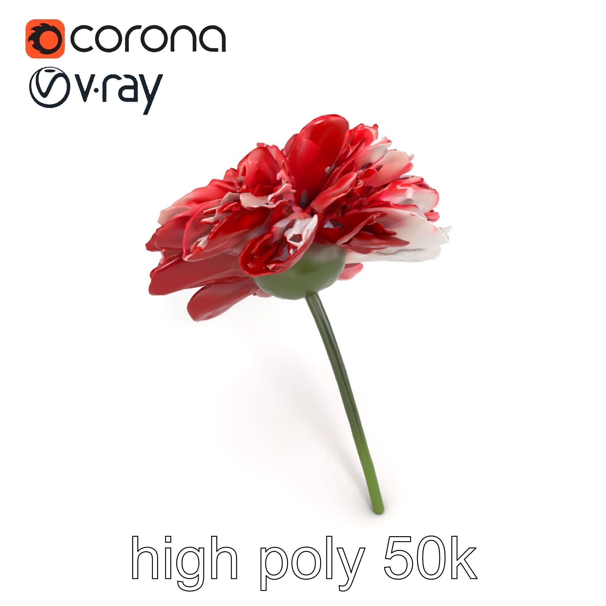 Dianthus Bicolor Flower Realistic Petal Pattern model pack Low-poly 3D model_26