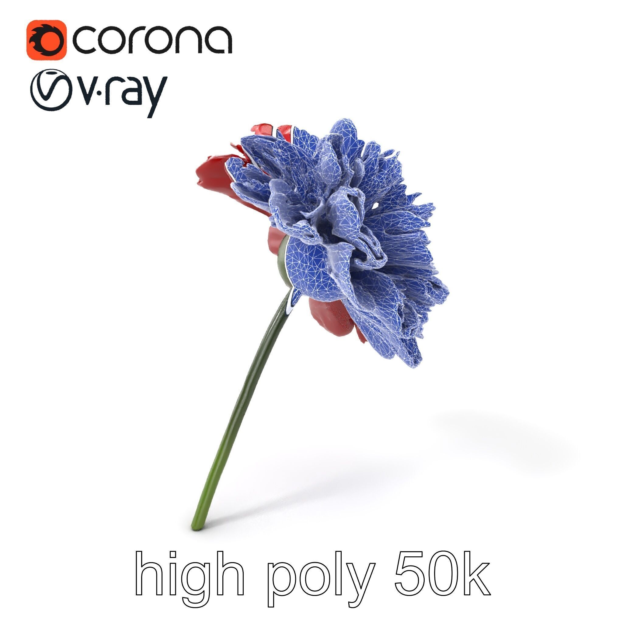 Dianthus Bicolor Flower Realistic Petal Pattern model pack Low-poly 3D model_1