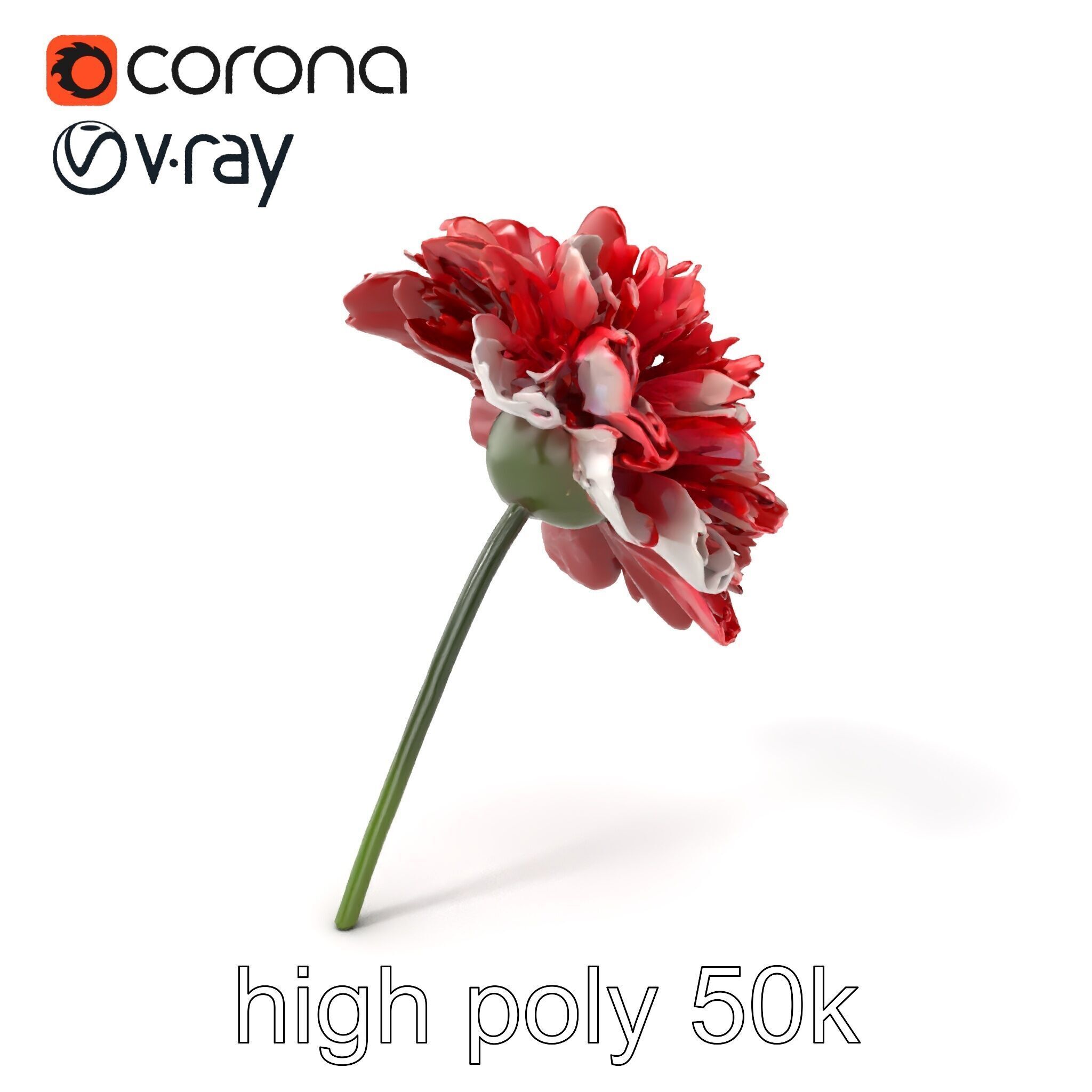 Dianthus Bicolor Flower Realistic Petal Pattern model pack Low-poly 3D model_2