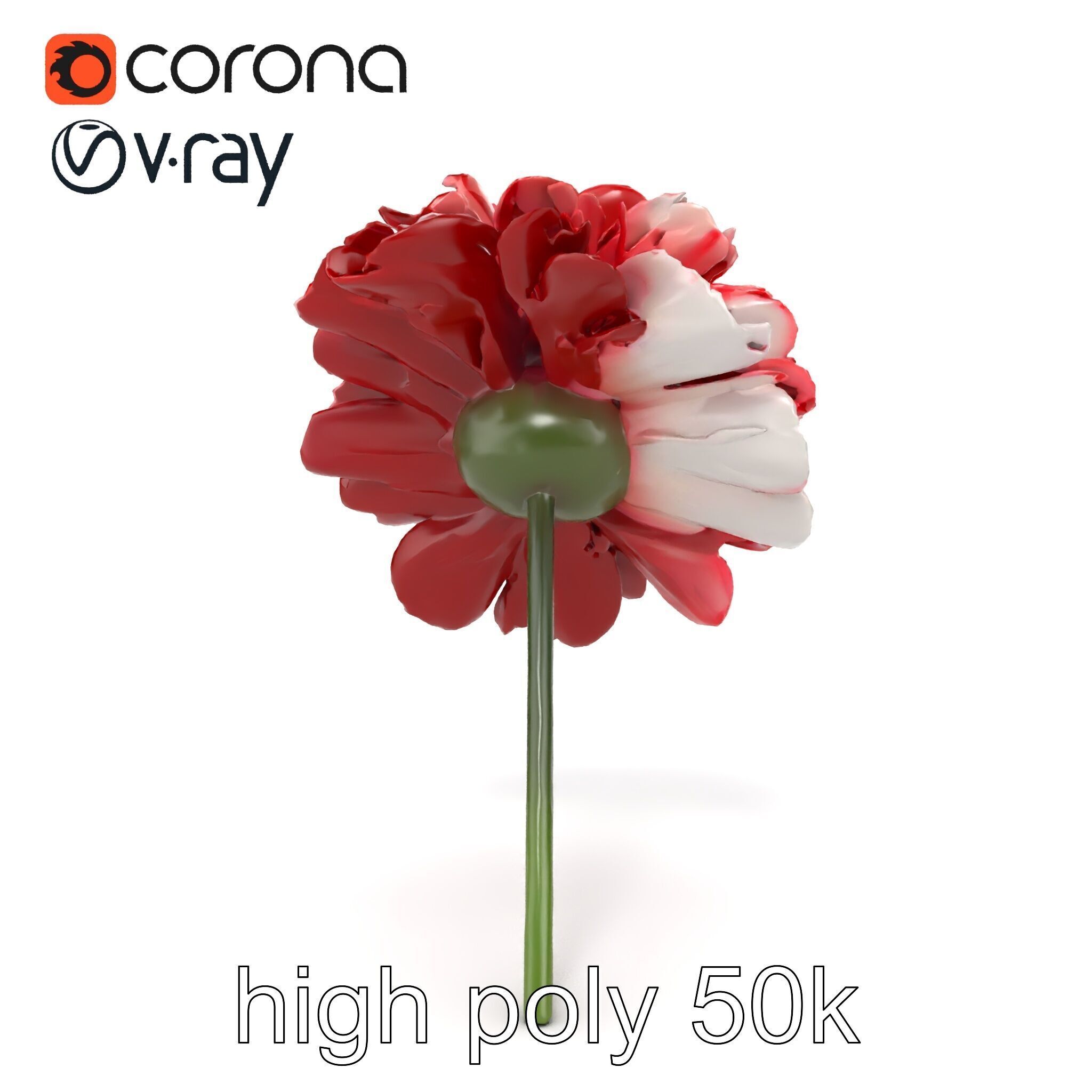 Dianthus Bicolor Flower Realistic Petal Pattern model pack Low-poly 3D model_25