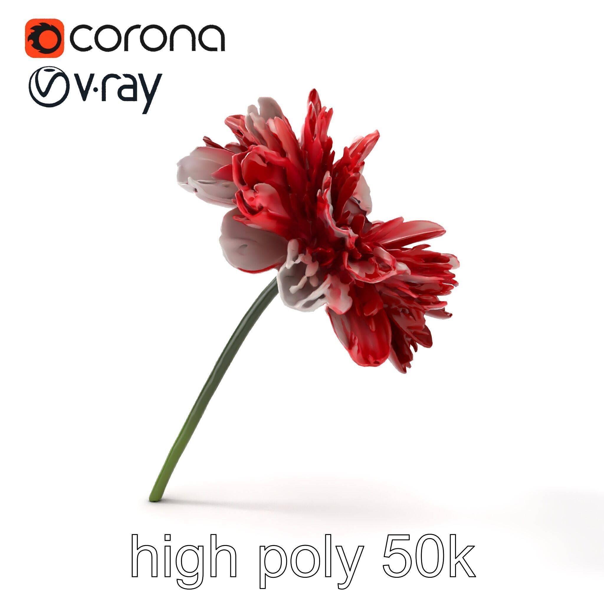 Dianthus Bicolor Flower Realistic Petal Pattern model pack Low-poly 3D model_22