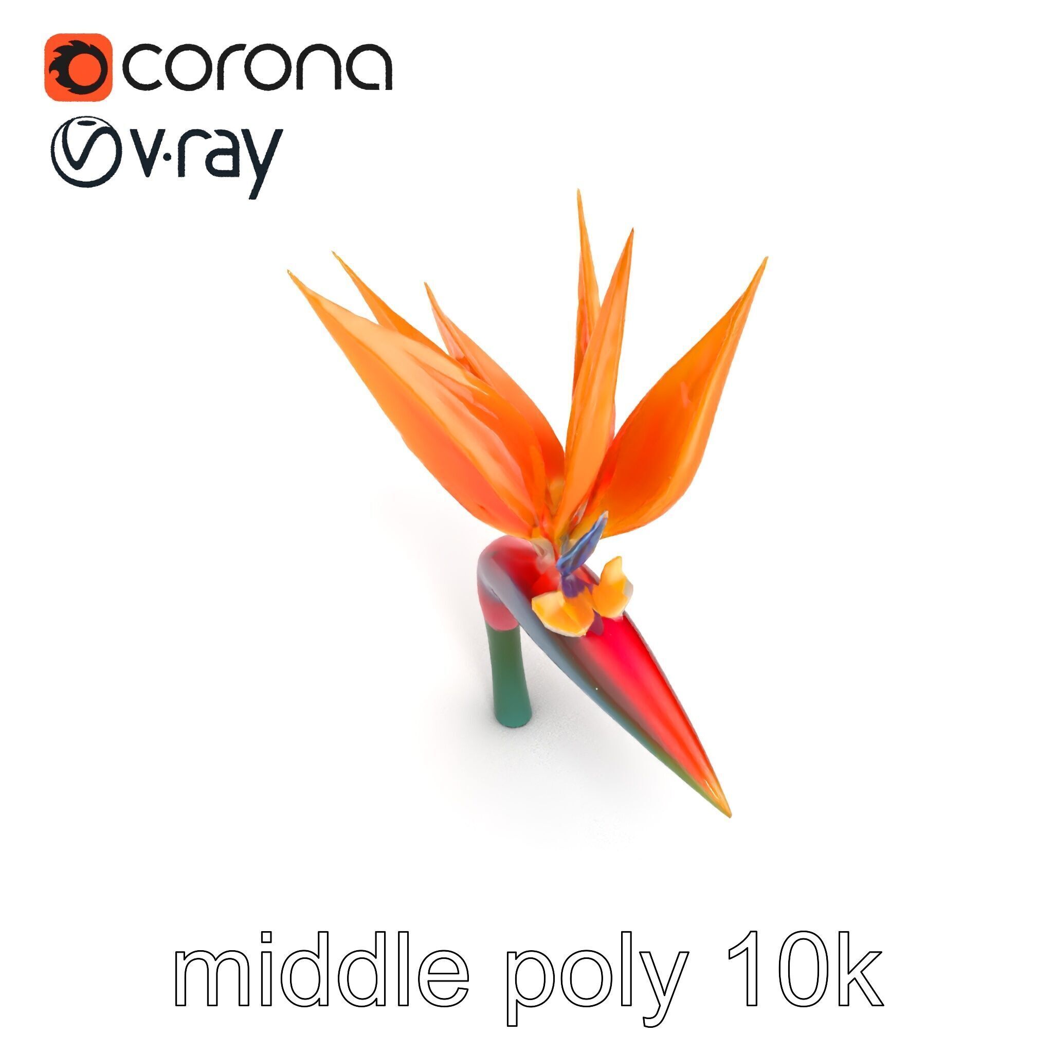 Strelitzia Reginae Bird of Paradise Flower model pack Low-poly 3D model_10