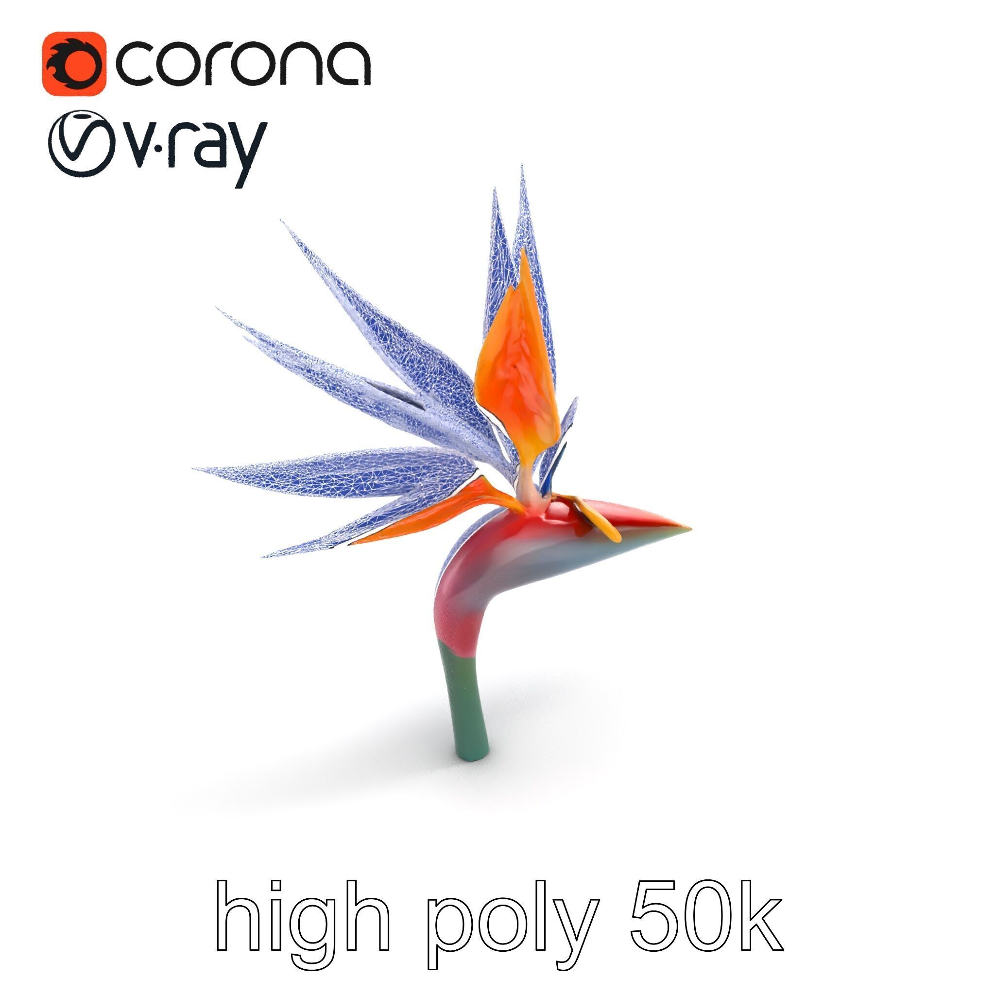 Strelitzia Reginae Bird of Paradise Flower model pack Low-poly 3D model_12