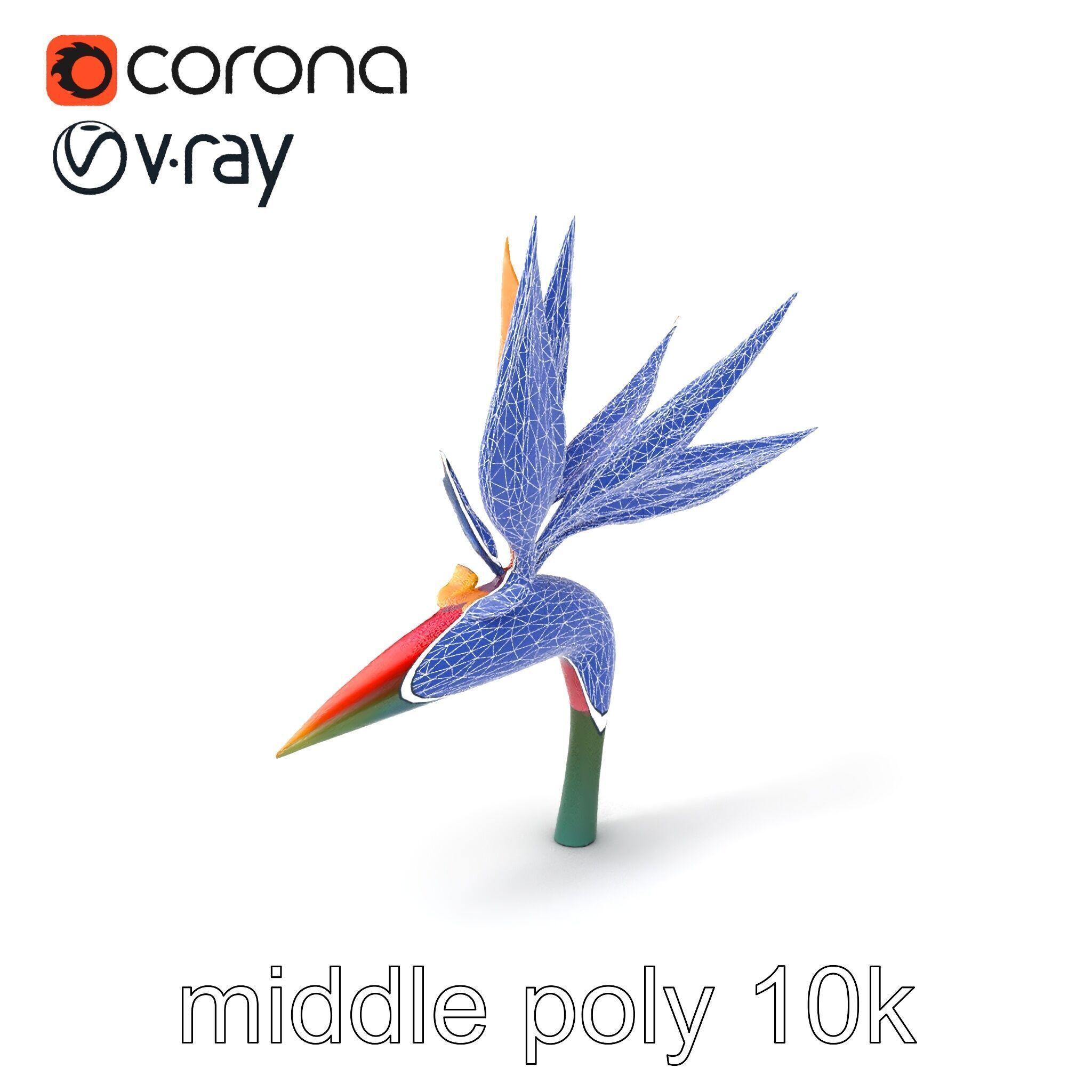 Strelitzia Reginae Bird of Paradise Flower model pack Low-poly 3D model_5