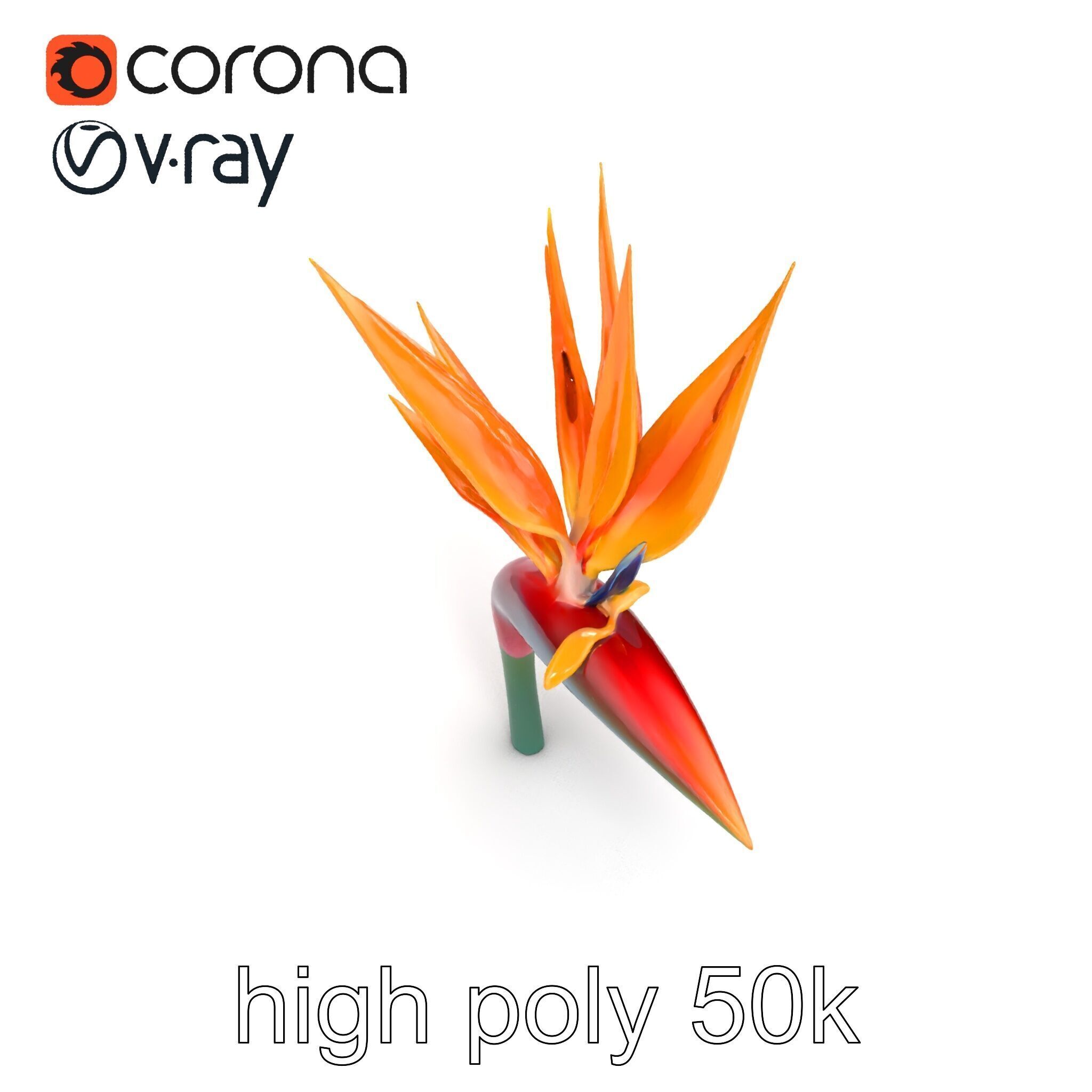 Strelitzia Reginae Bird of Paradise Flower model pack Low-poly 3D model_20