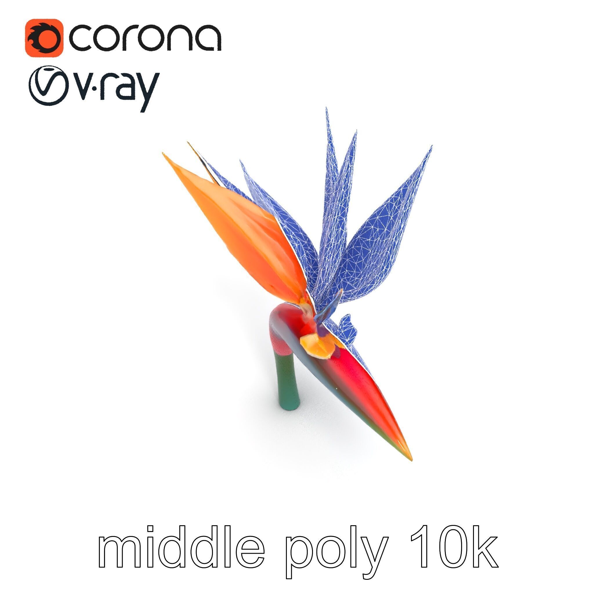 Strelitzia Reginae Bird of Paradise Flower model pack Low-poly 3D model_29