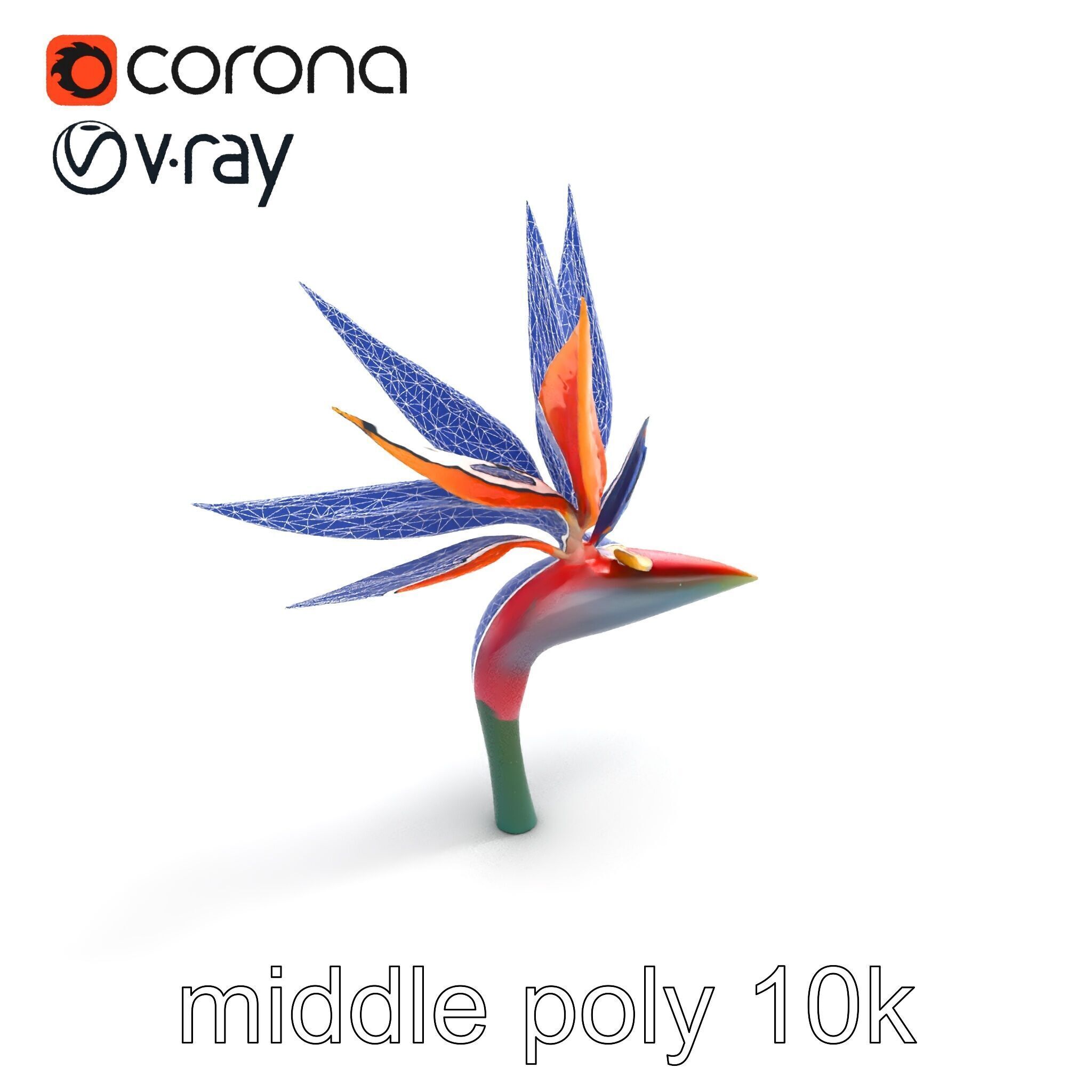 Strelitzia Reginae Bird of Paradise Flower model pack Low-poly 3D model_13