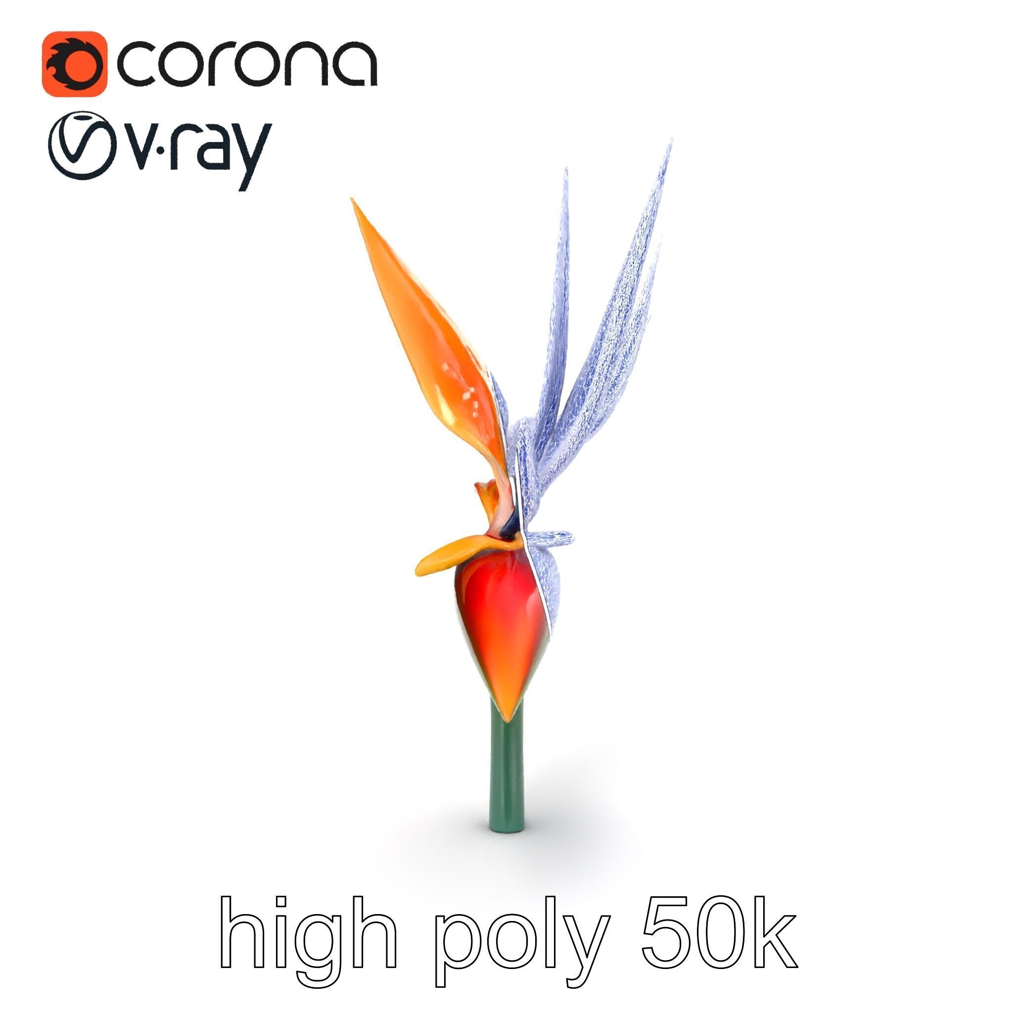 Strelitzia Reginae Bird of Paradise Flower model pack Low-poly 3D model_15