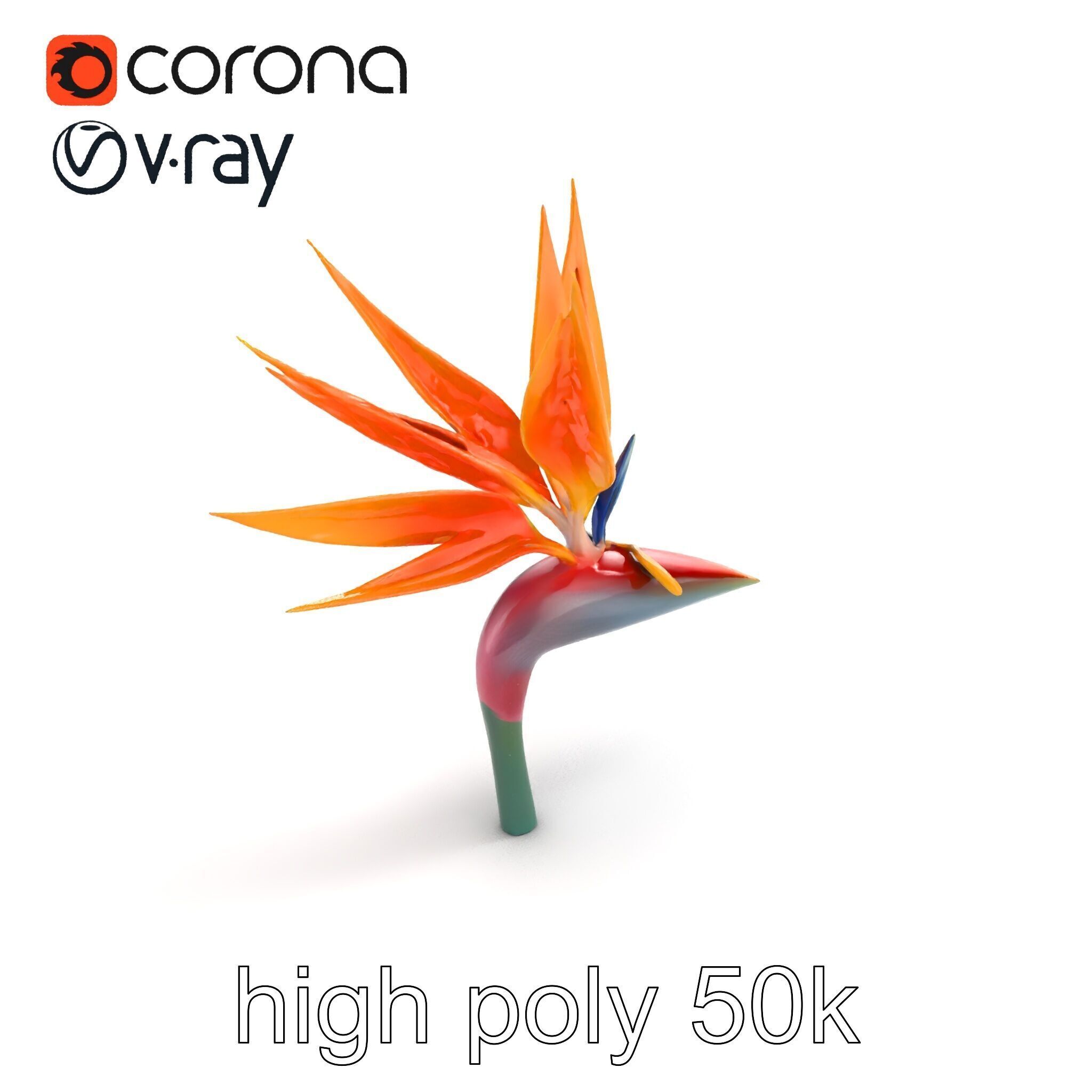 Strelitzia Reginae Bird of Paradise Flower model pack Low-poly 3D model_9