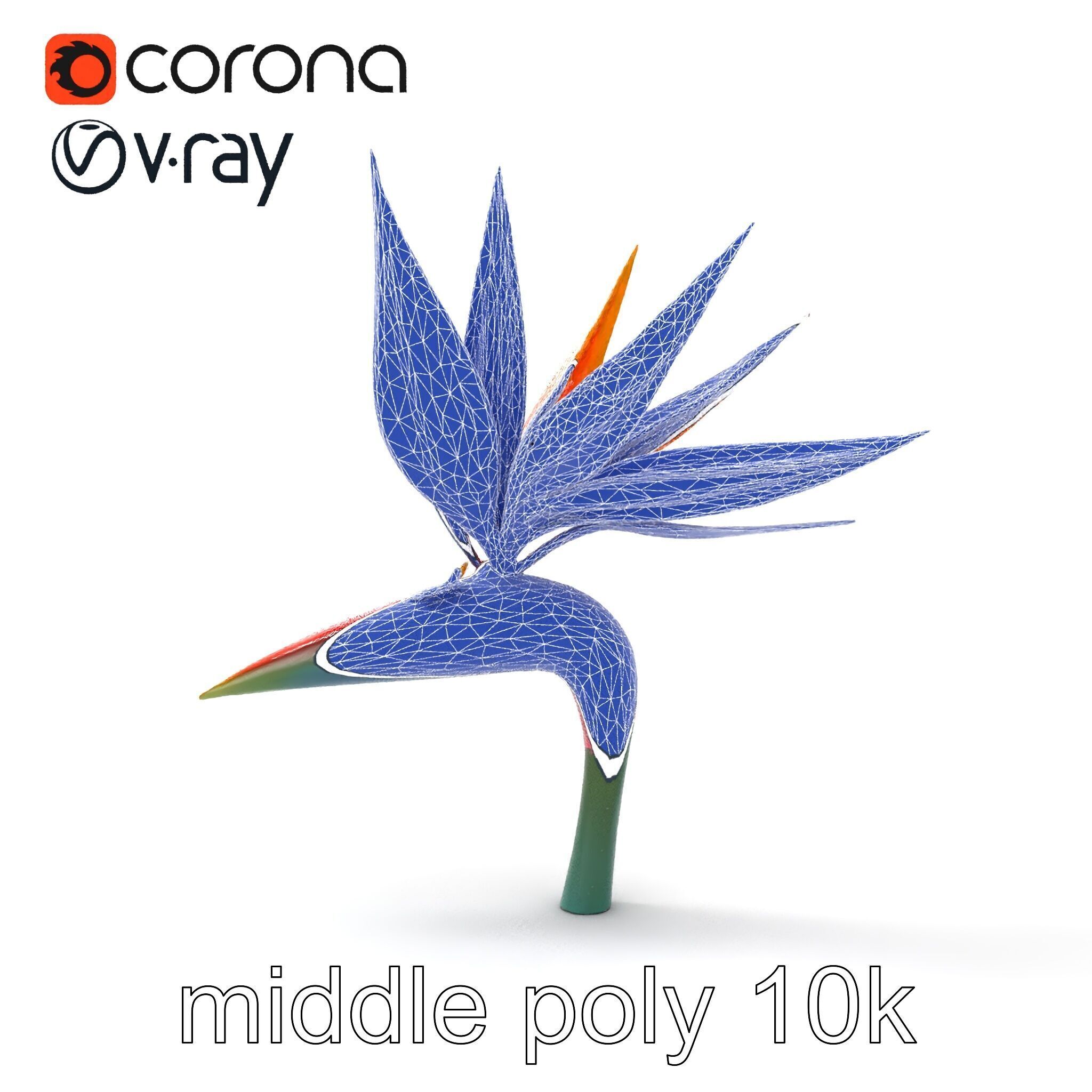 Strelitzia Reginae Bird of Paradise Flower model pack Low-poly 3D model_21