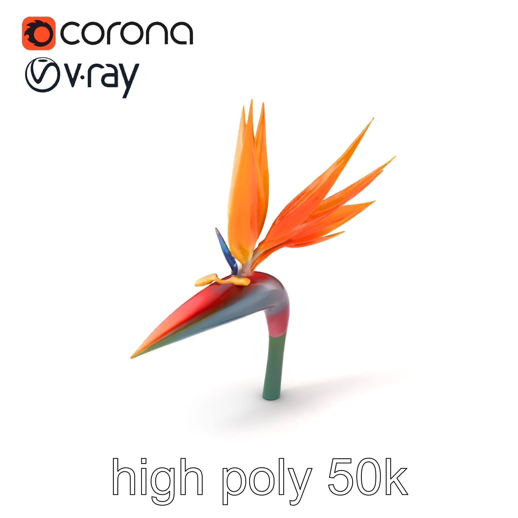 Strelitzia Reginae Bird of Paradise Flower model pack Low-poly 3D model_2