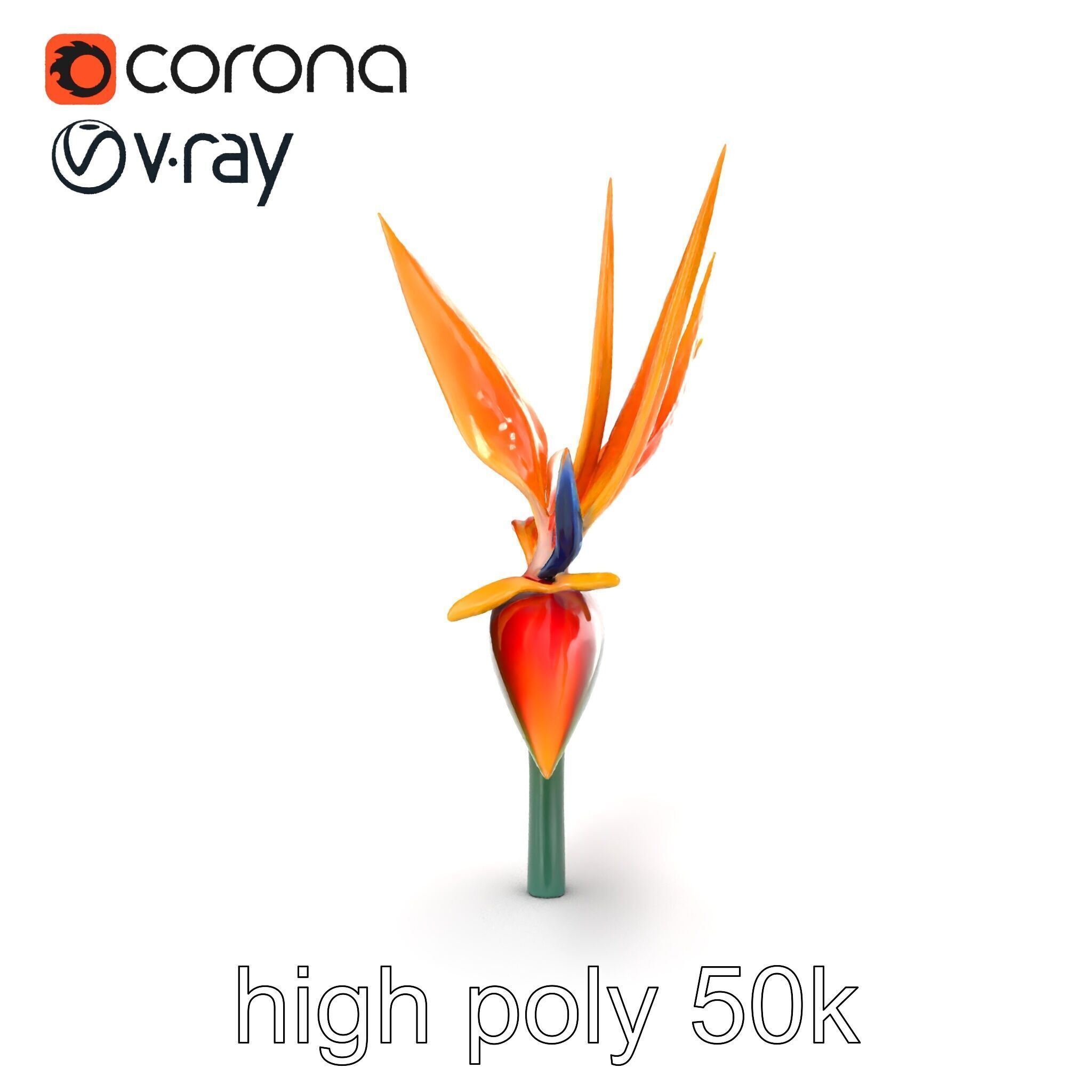 Strelitzia Reginae Bird of Paradise Flower model pack Low-poly 3D model_14