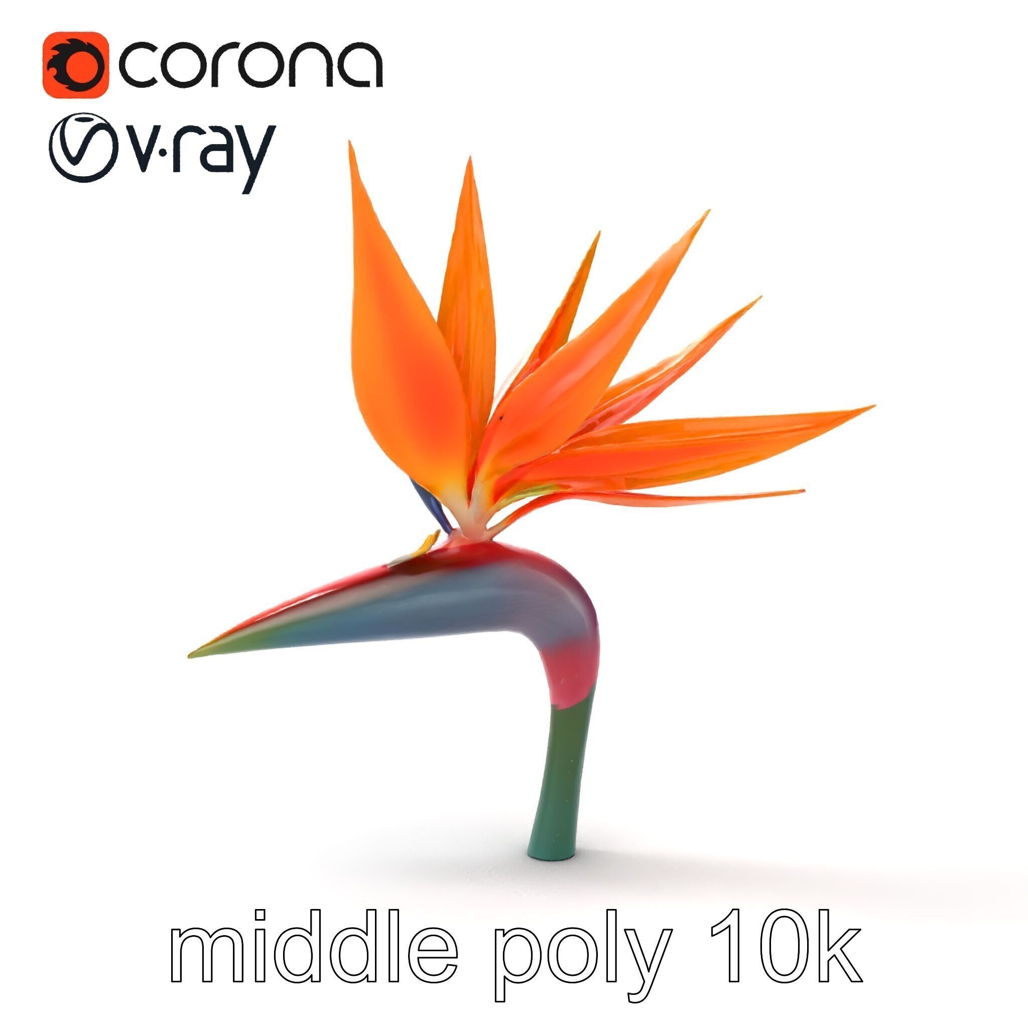 Strelitzia Reginae Bird of Paradise Flower model pack Low-poly 3D model_17