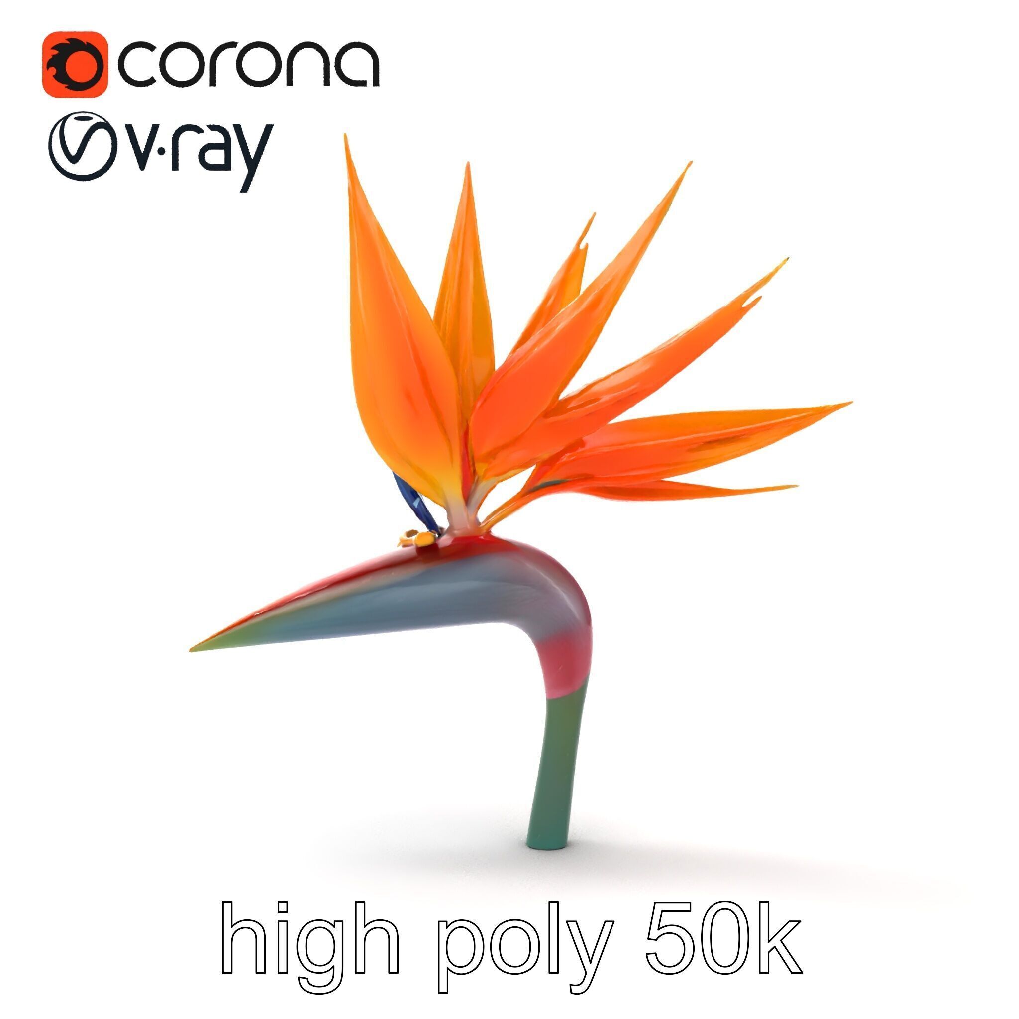 Strelitzia Reginae Bird of Paradise Flower model pack Low-poly 3D model_28