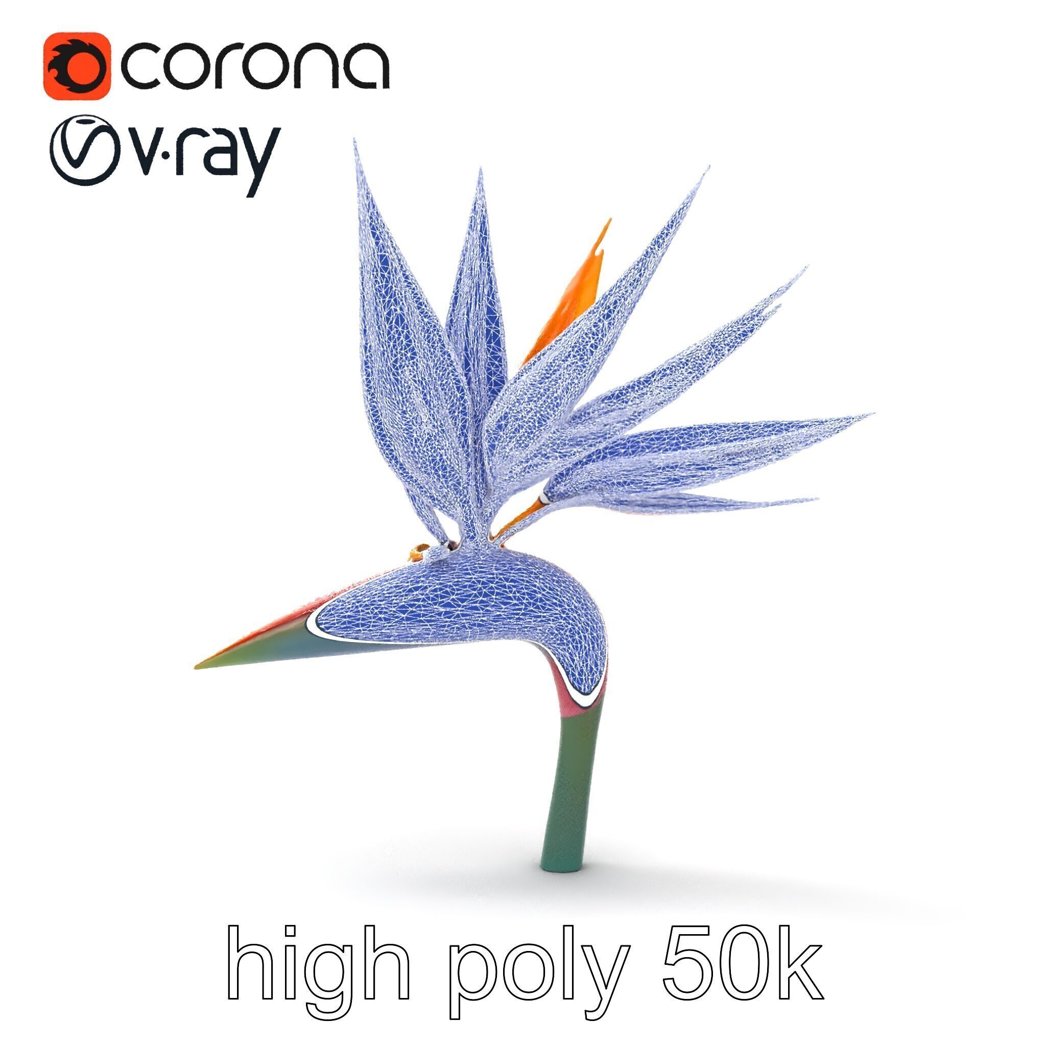 Strelitzia Reginae Bird of Paradise Flower model pack Low-poly 3D model_27
