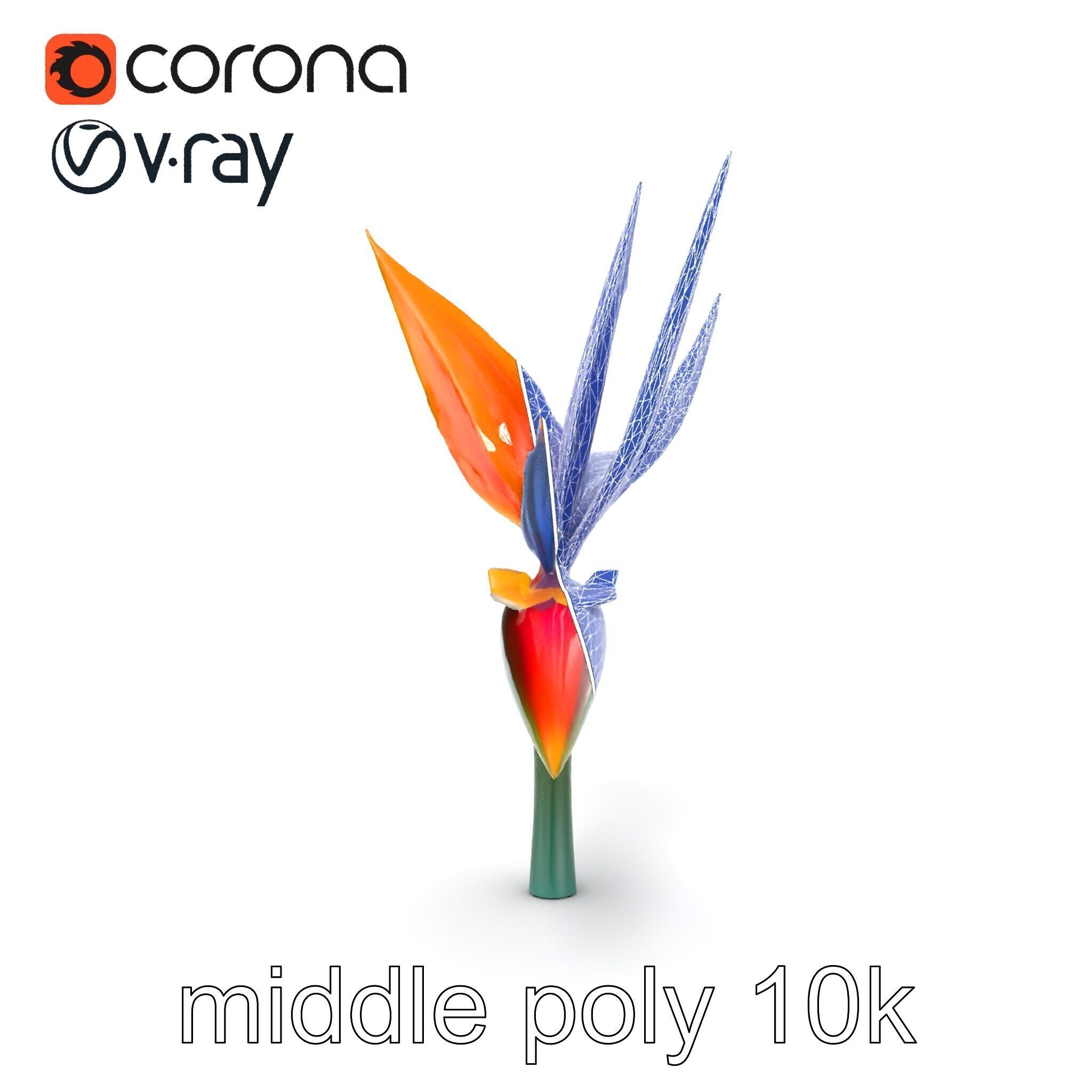 Strelitzia Reginae Bird of Paradise Flower model pack Low-poly 3D model_11
