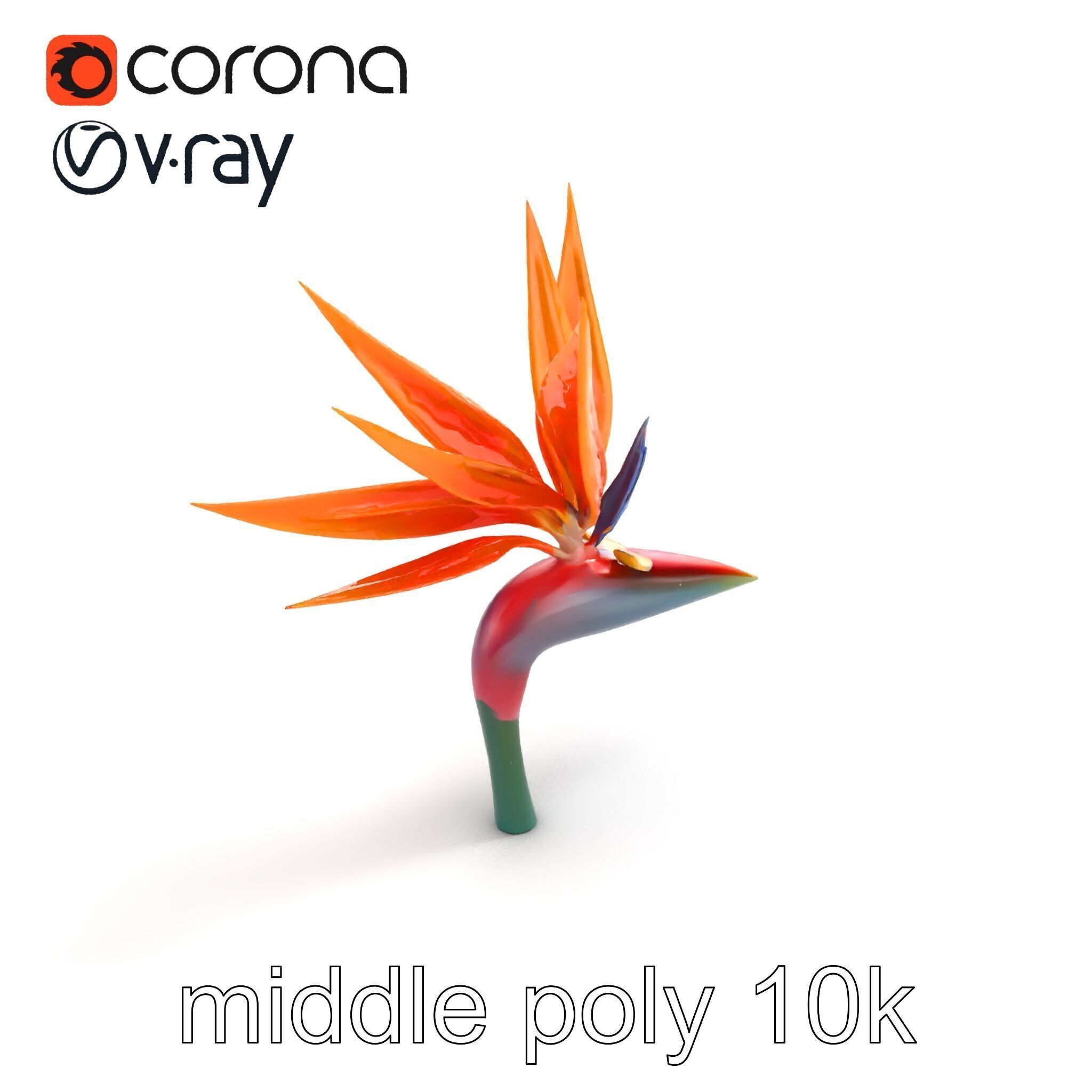 Strelitzia Reginae Bird of Paradise Flower model pack Low-poly 3D model_7