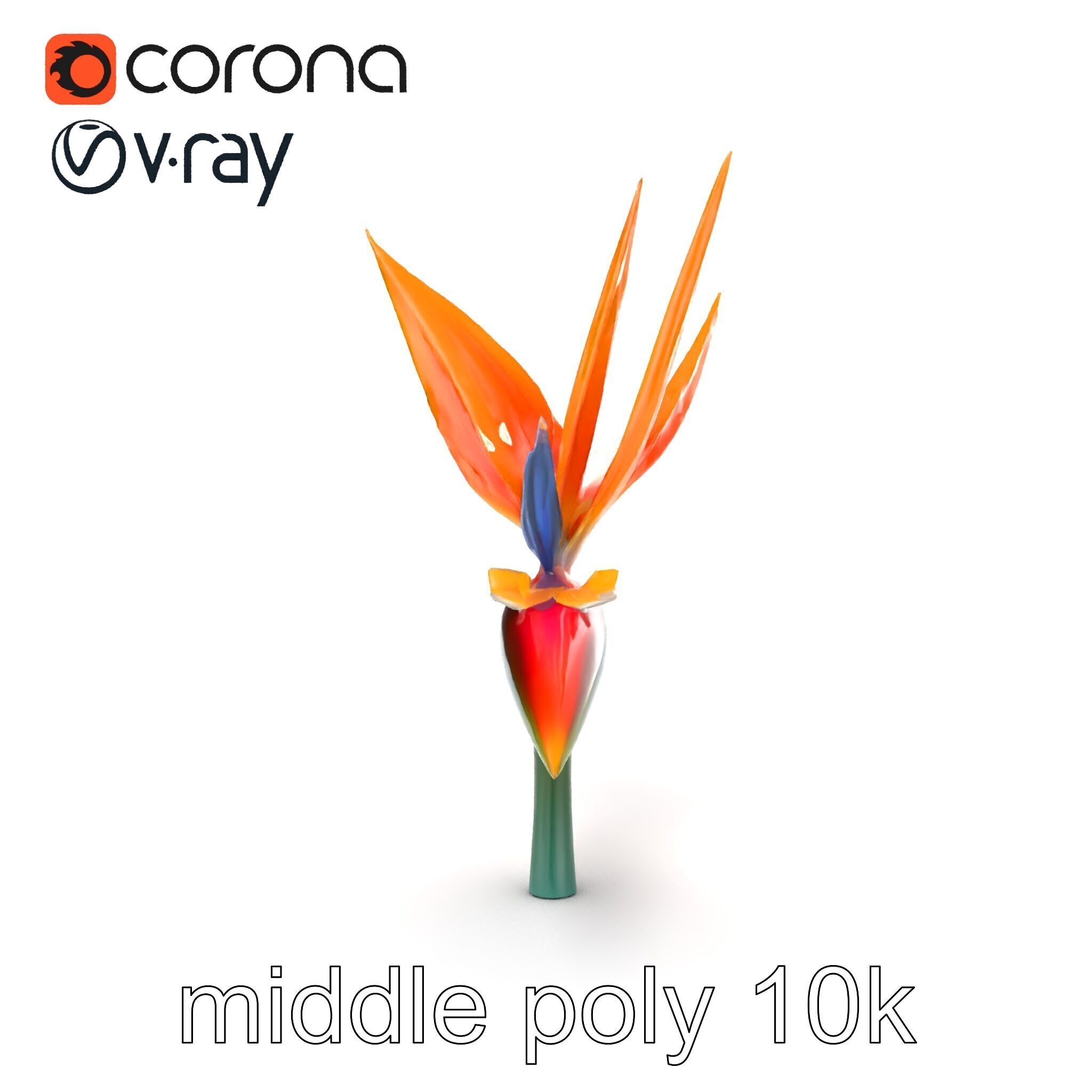 Strelitzia Reginae Bird of Paradise Flower model pack Low-poly 3D model_26