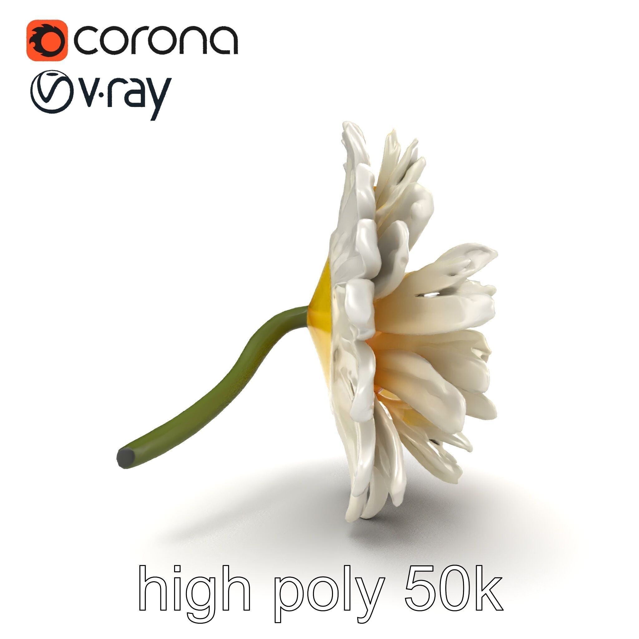 Leucanthemum Vulgare Realistic Flower Model Pack Low-poly 3D model_20