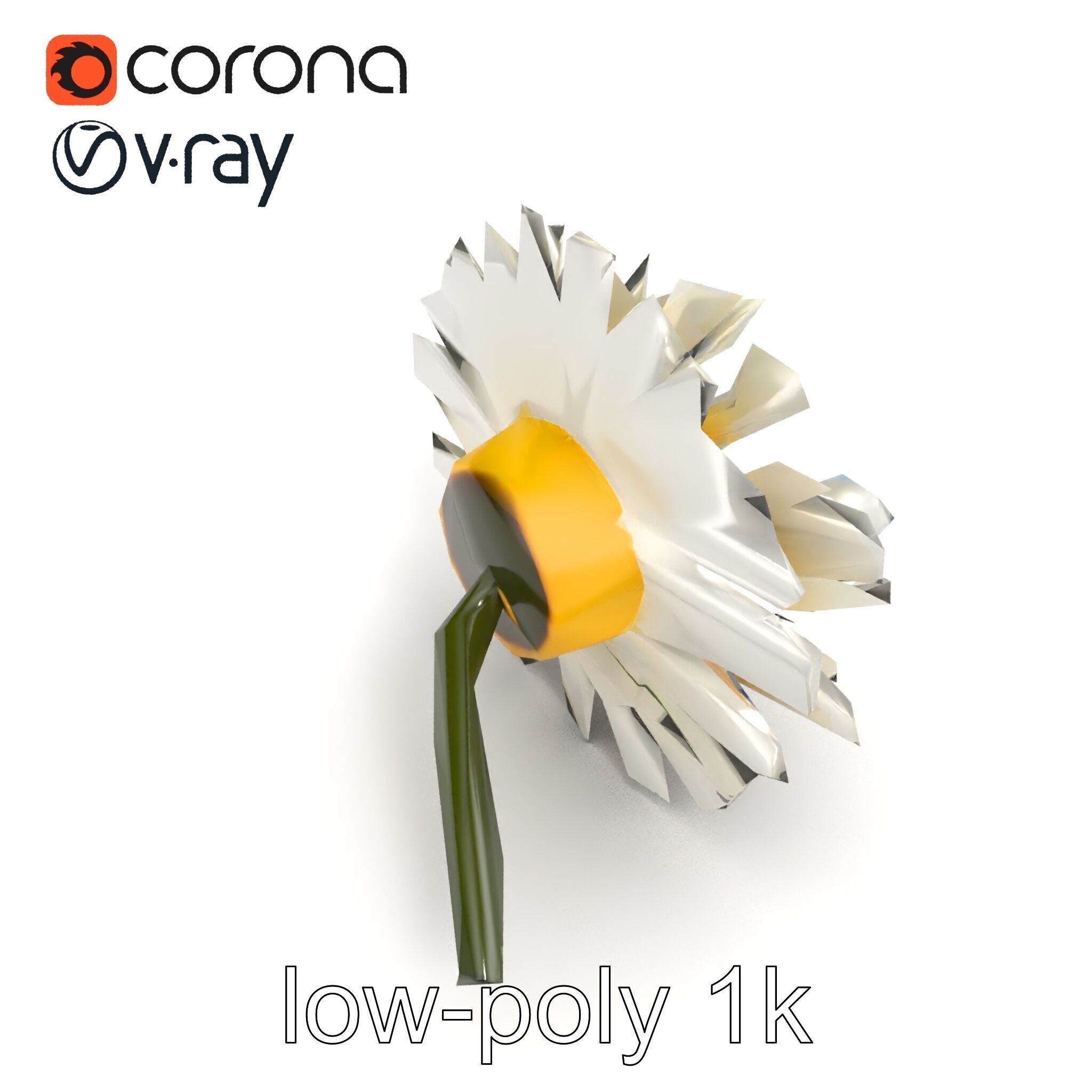 Leucanthemum Vulgare Realistic Flower Model Pack Low-poly 3D model_23