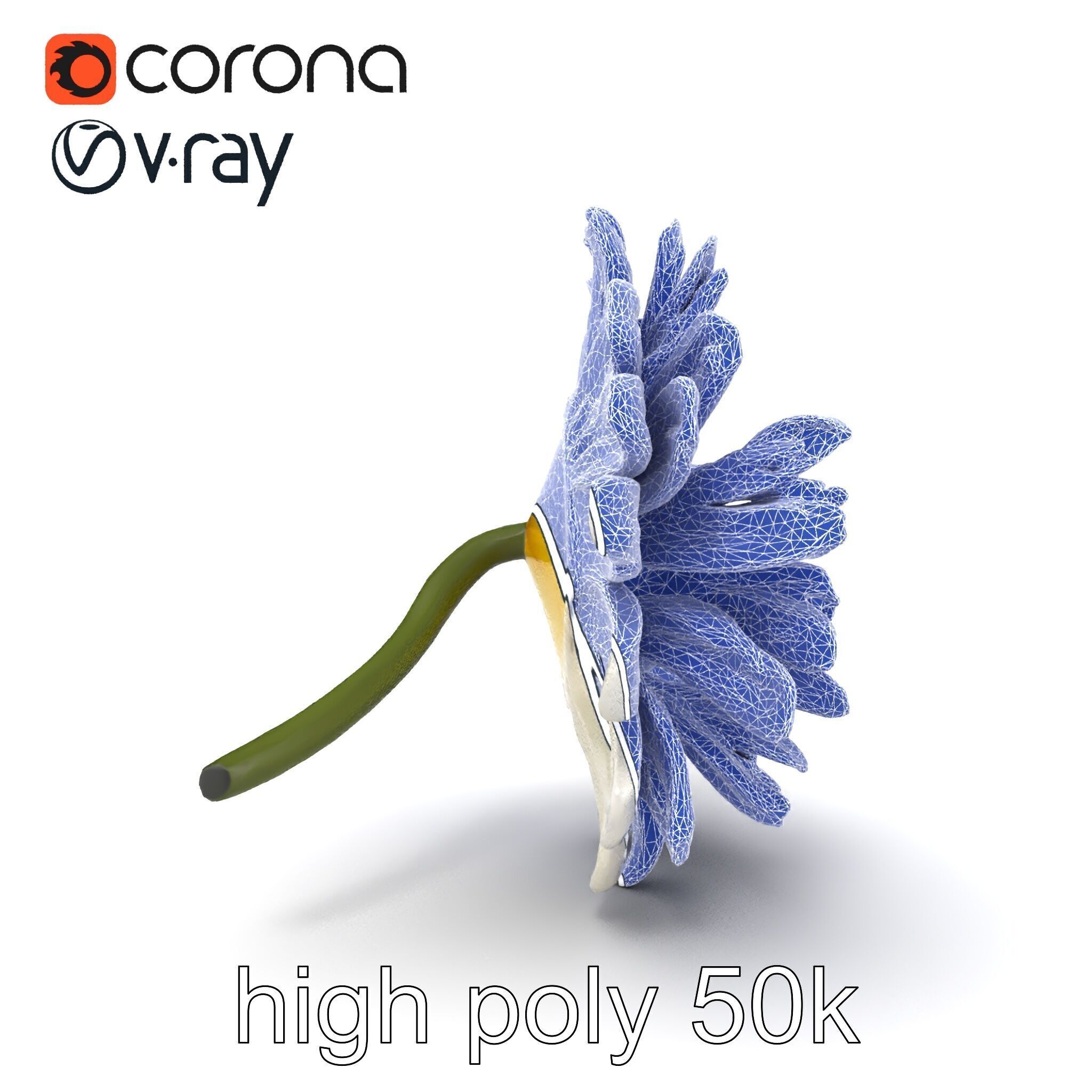 Leucanthemum Vulgare Realistic Flower Model Pack Low-poly 3D model_32