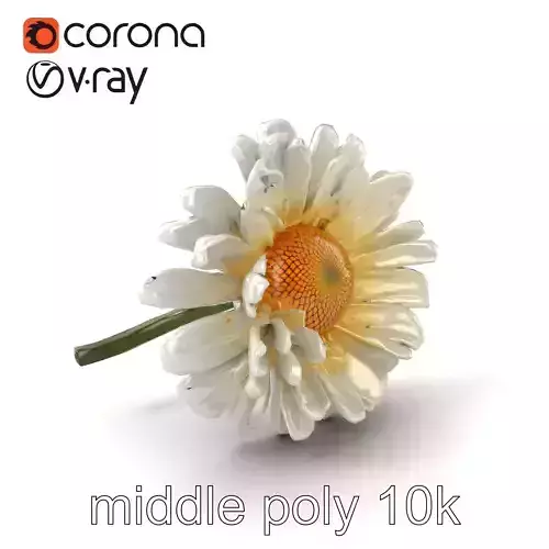 Leucanthemum Vulgare Realistic Flower Model Pack Low-poly 3D model