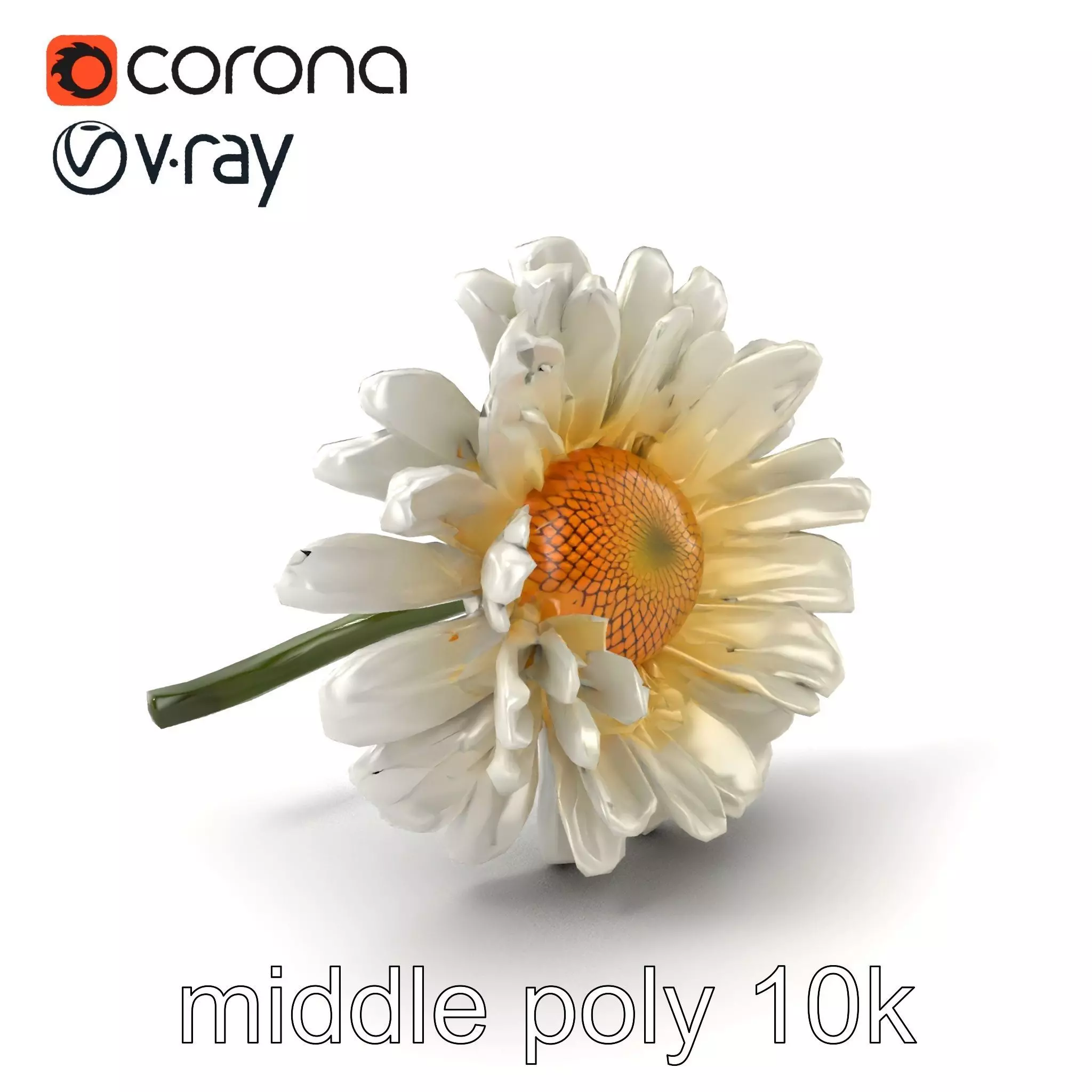 Leucanthemum Vulgare Realistic Flower Model Pack Low-poly 3D model_0
