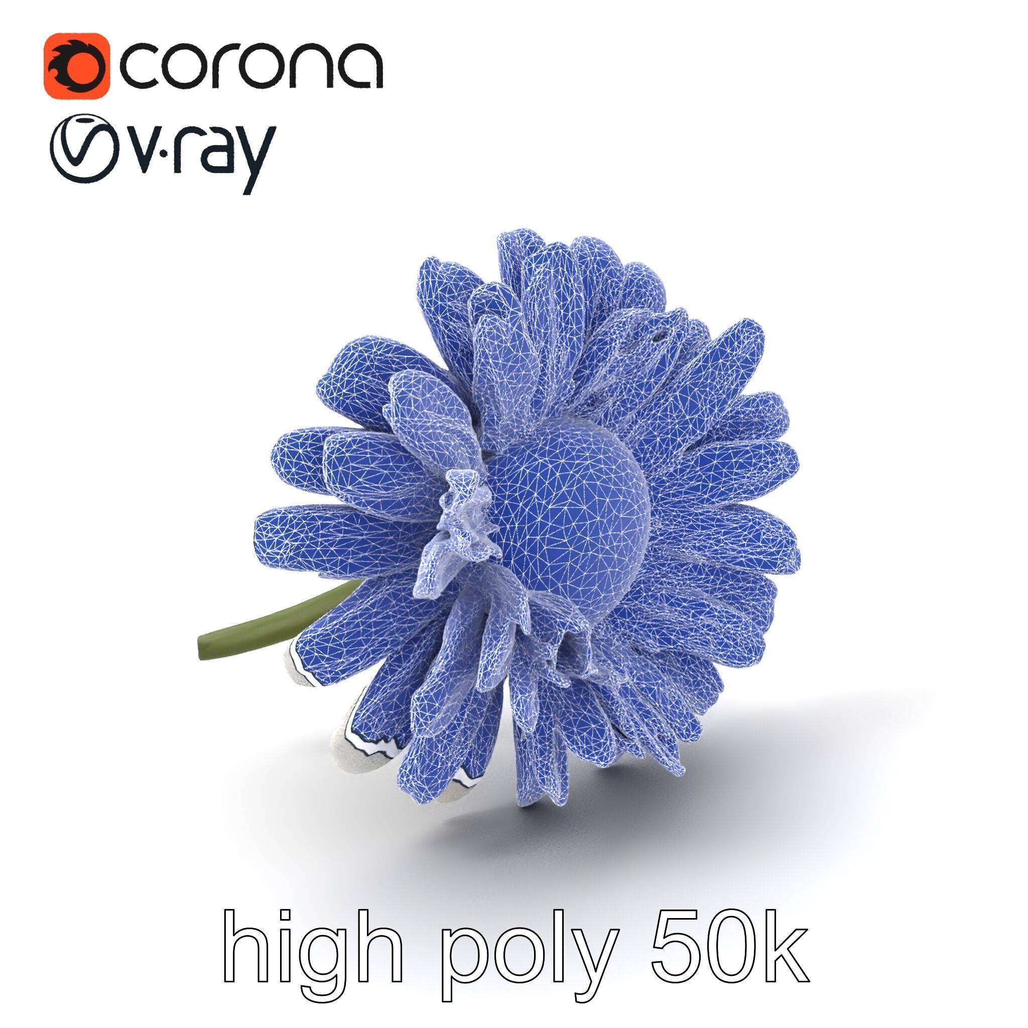 Leucanthemum Vulgare Realistic Flower Model Pack Low-poly 3D model_10