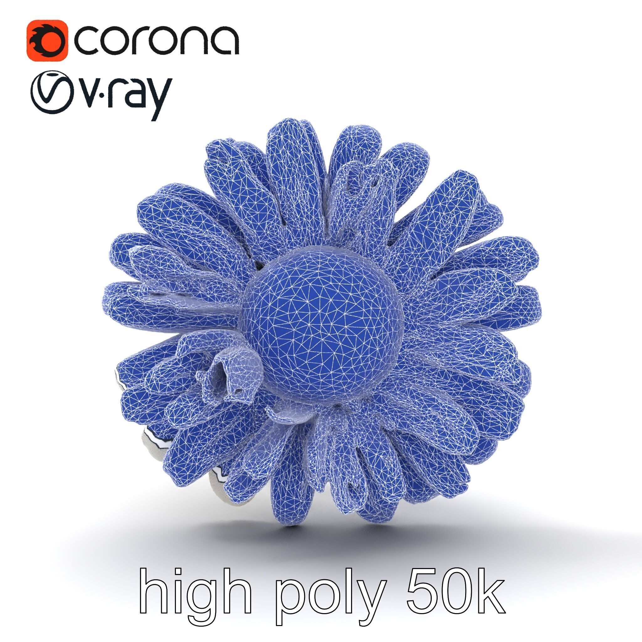 Leucanthemum Vulgare Realistic Flower Model Pack Low-poly 3D model_26