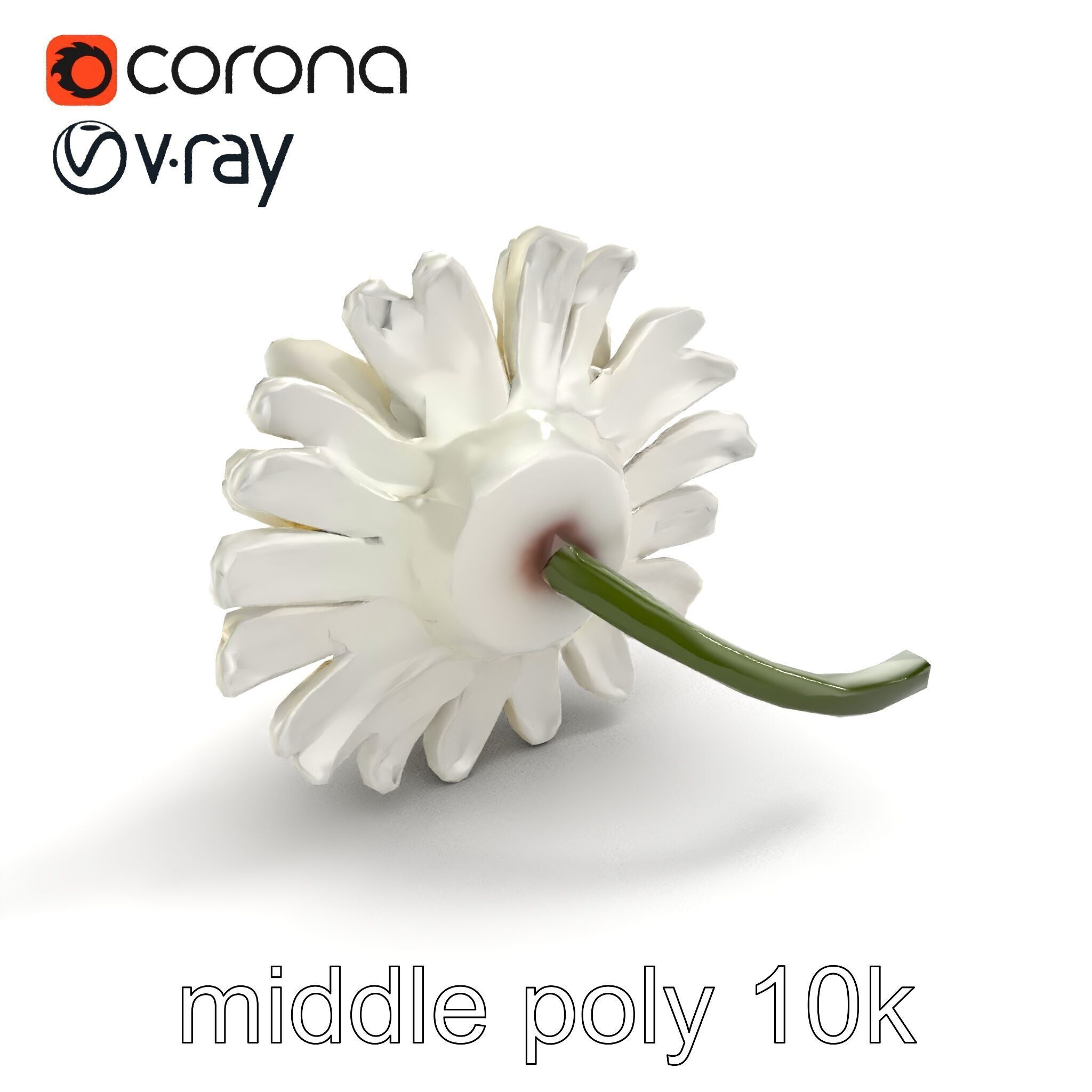Leucanthemum Vulgare Realistic Flower Model Pack Low-poly 3D model_8