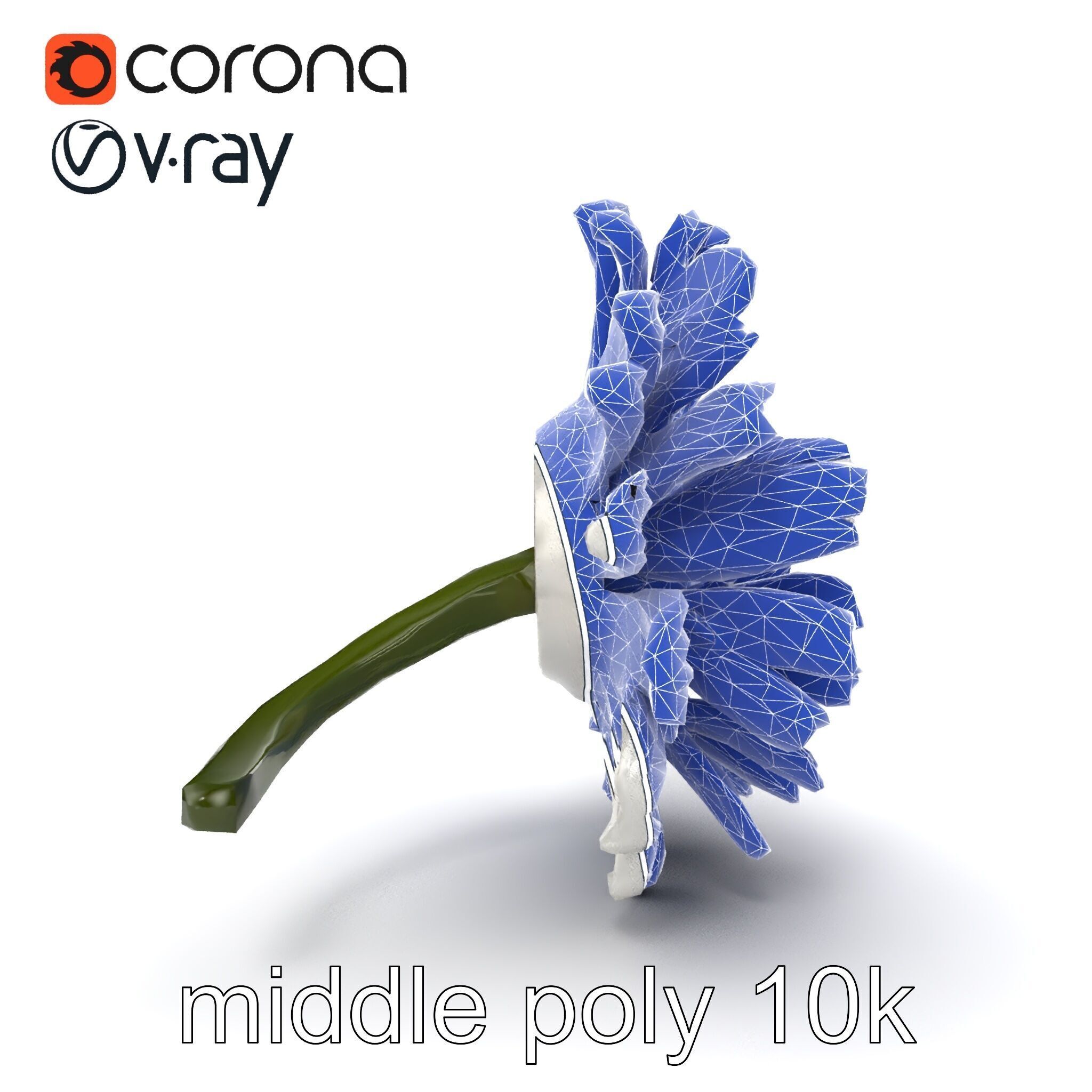 Leucanthemum Vulgare Realistic Flower Model Pack Low-poly 3D model_25