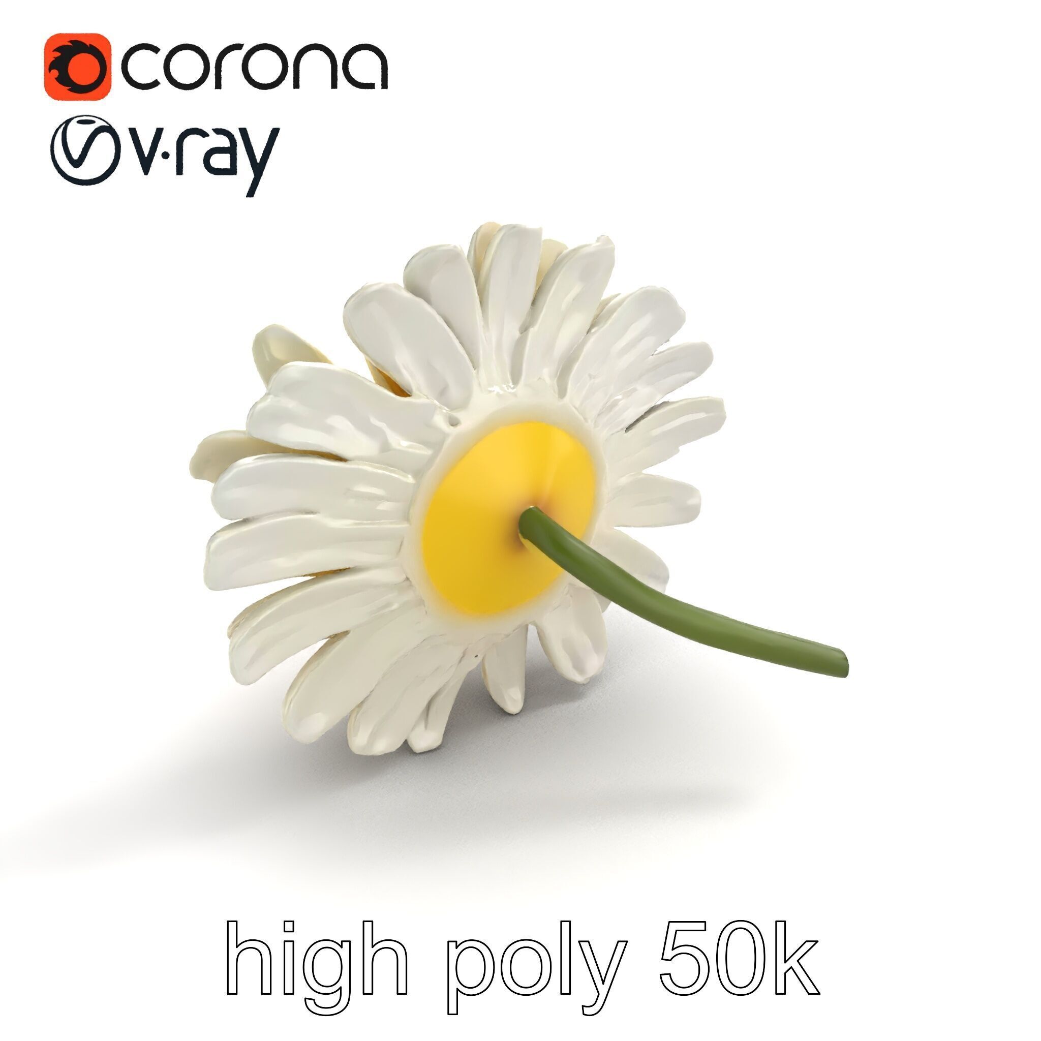 Leucanthemum Vulgare Realistic Flower Model Pack Low-poly 3D model_11