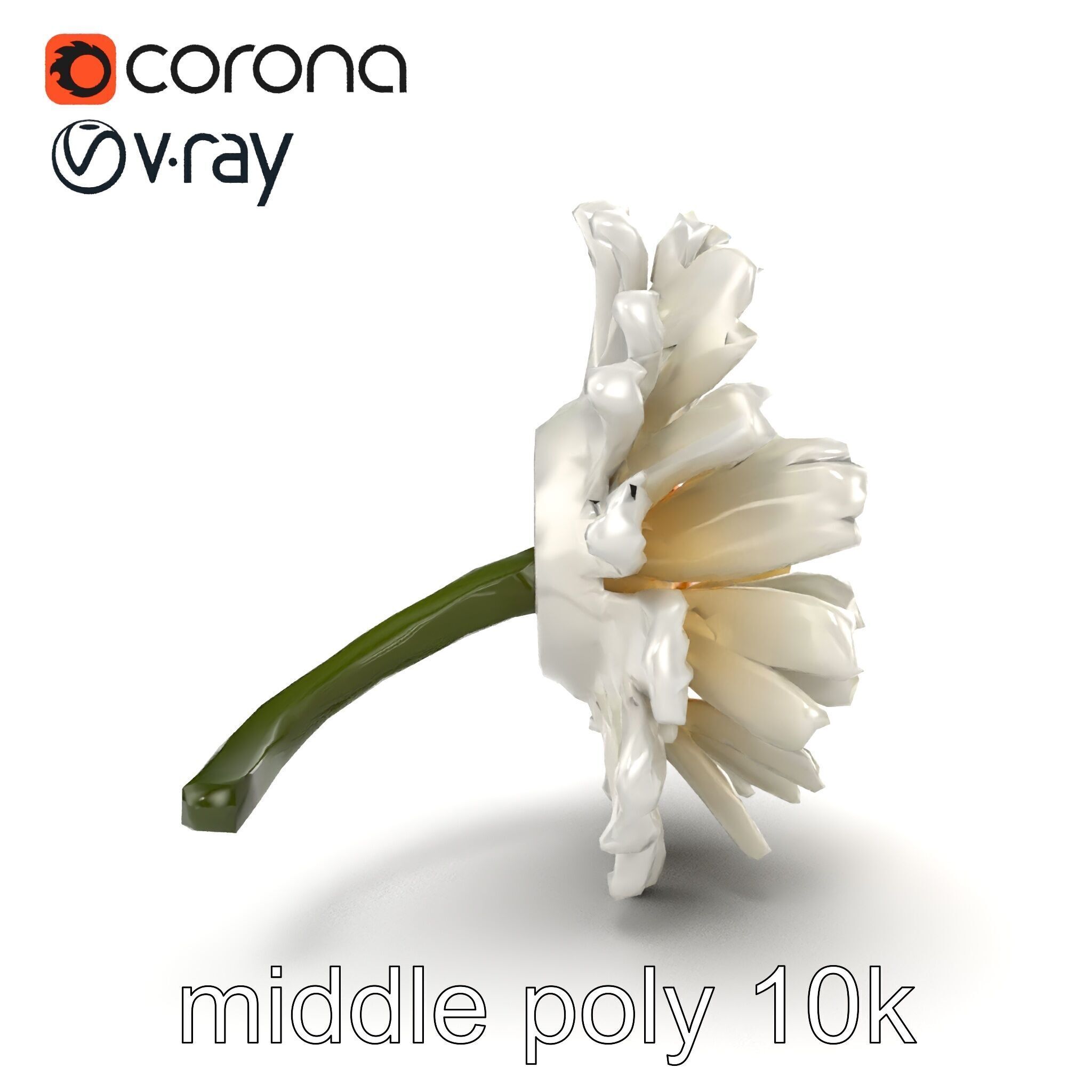 Leucanthemum Vulgare Realistic Flower Model Pack Low-poly 3D model_29