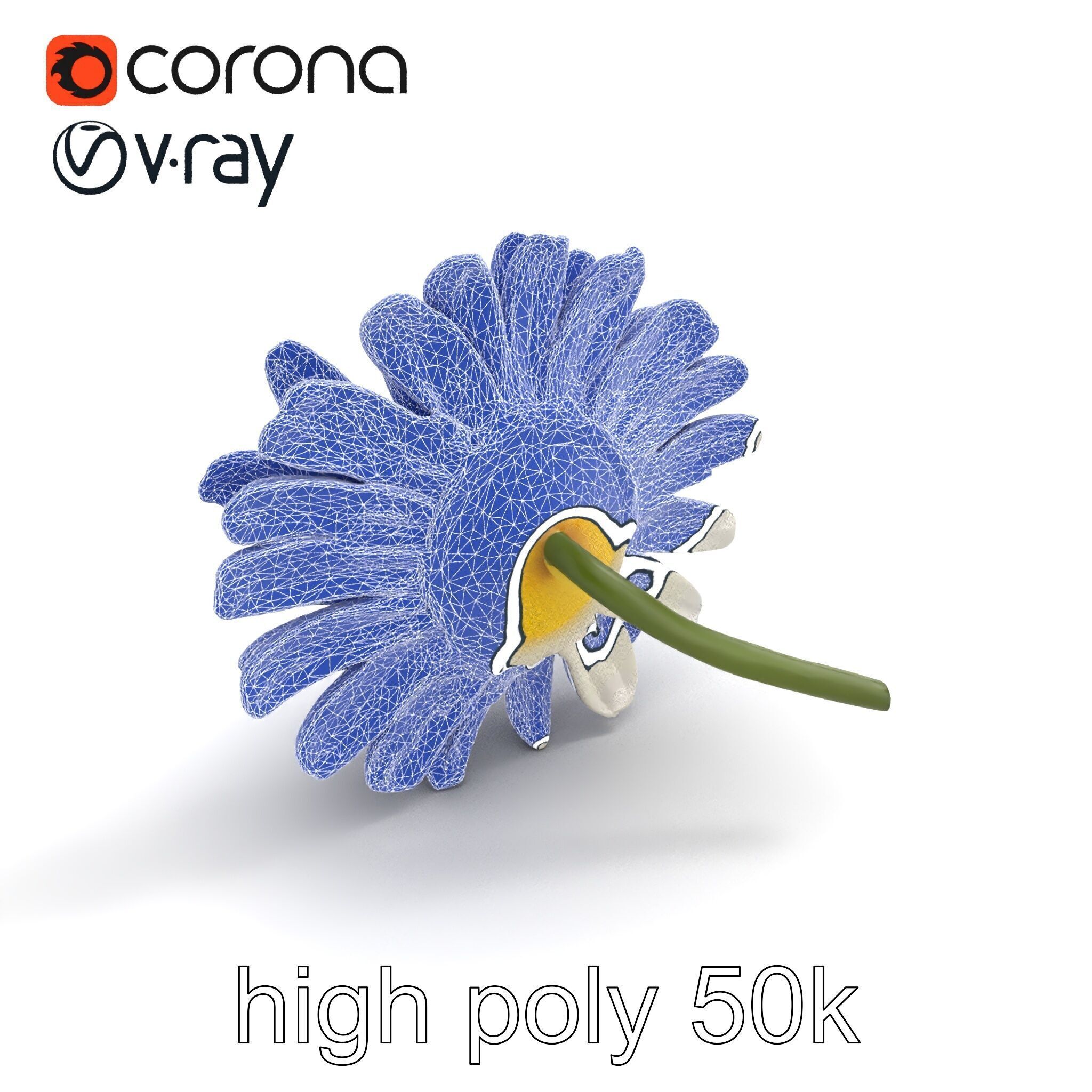 Leucanthemum Vulgare Realistic Flower Model Pack Low-poly 3D model_24