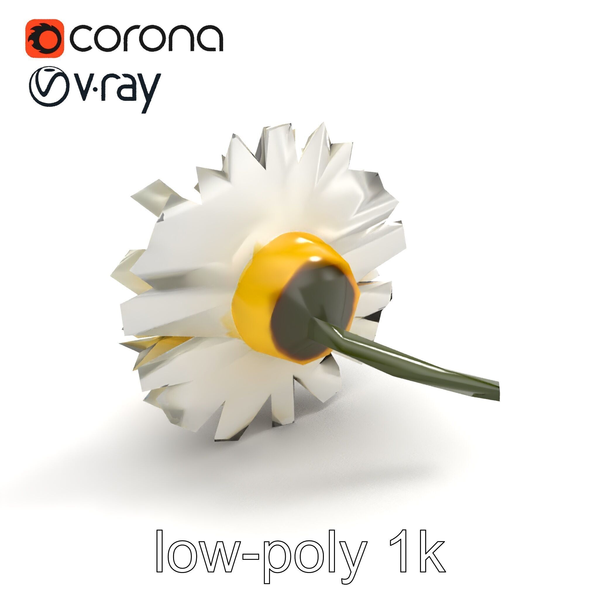 Leucanthemum Vulgare Realistic Flower Model Pack Low-poly 3D model_9