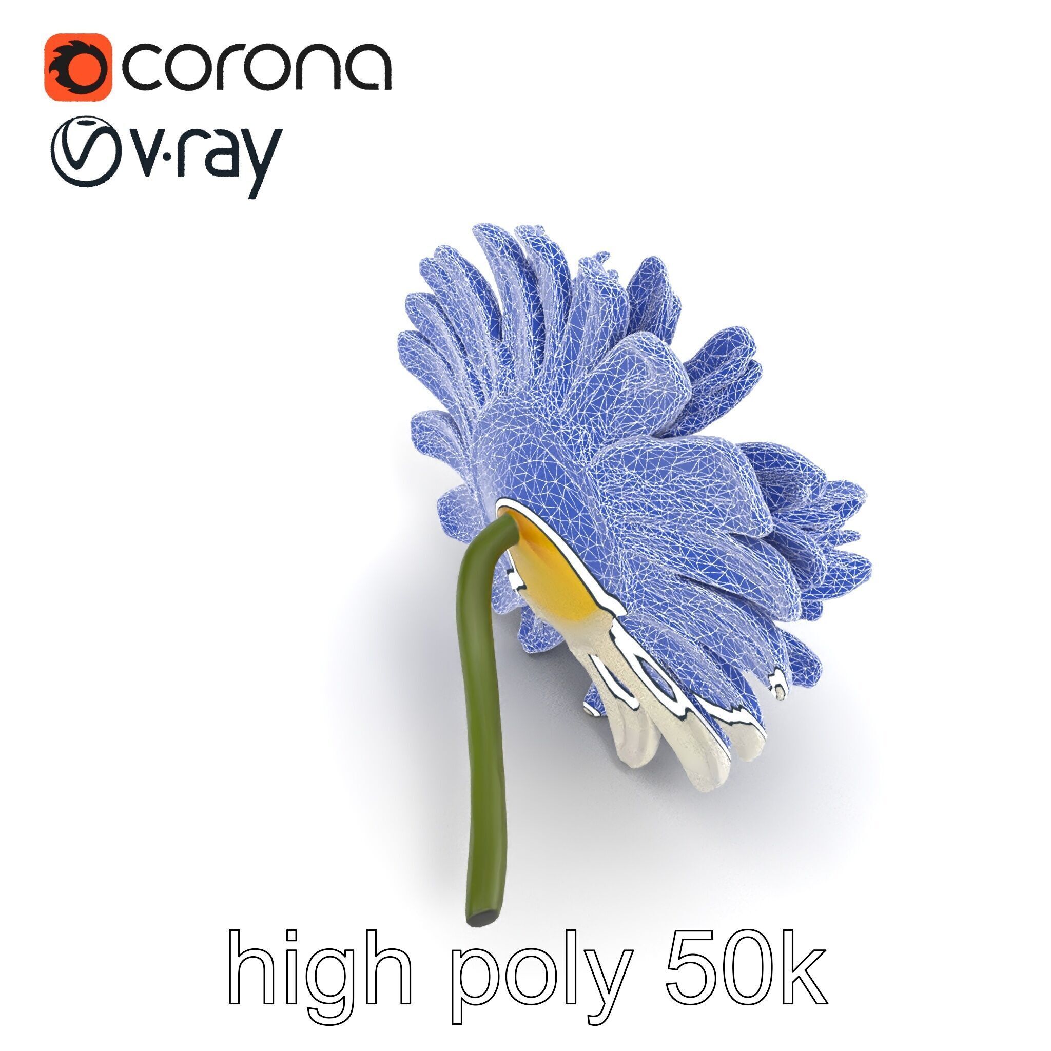 Leucanthemum Vulgare Realistic Flower Model Pack Low-poly 3D model_22