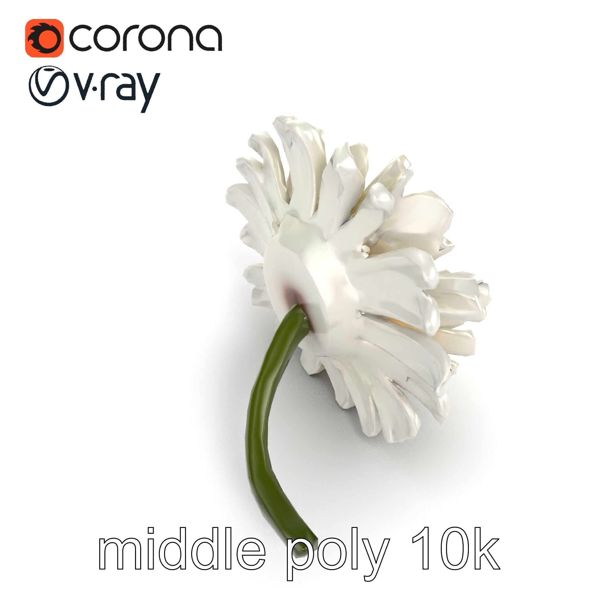 Leucanthemum Vulgare Realistic Flower Model Pack Low-poly 3D model_13