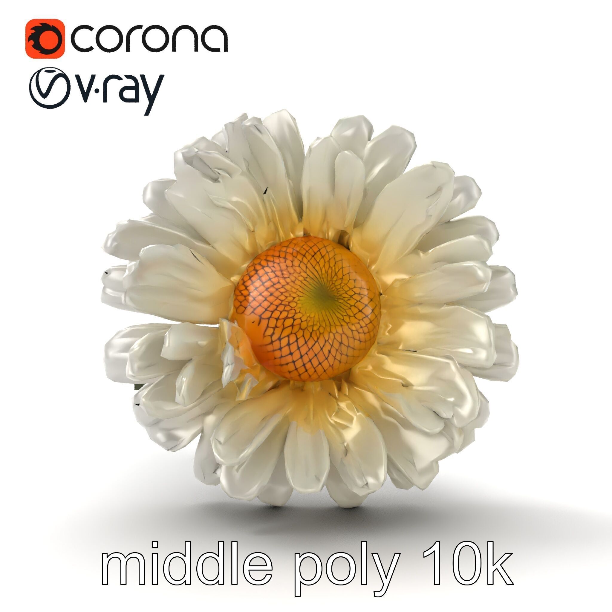 Leucanthemum Vulgare Realistic Flower Model Pack Low-poly 3D model_16