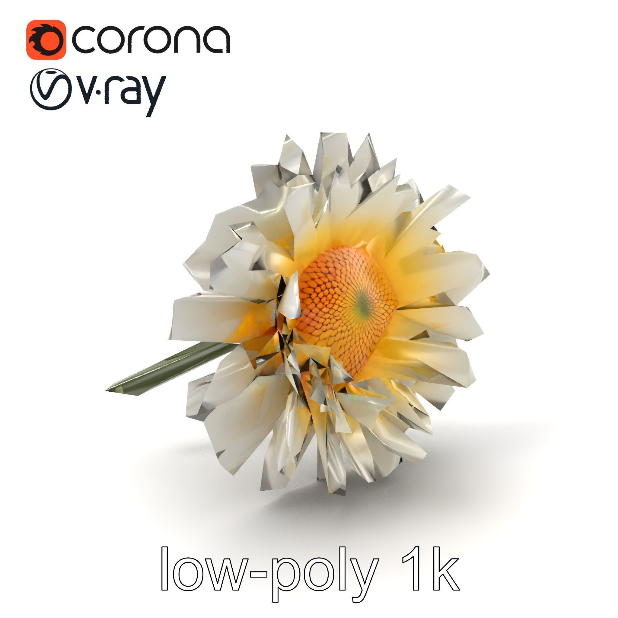 Leucanthemum Vulgare Realistic Flower Model Pack Low-poly 3D model_5