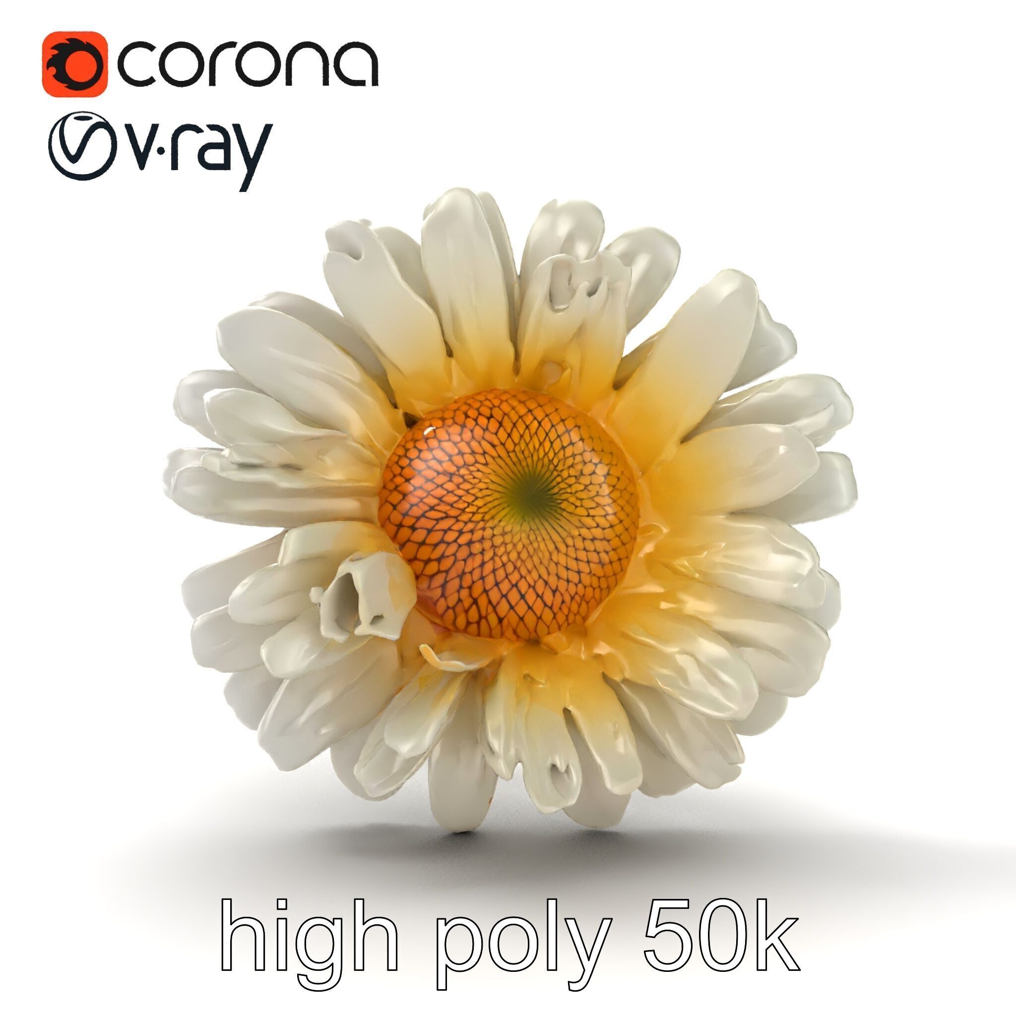 Leucanthemum Vulgare Realistic Flower Model Pack Low-poly 3D model_15
