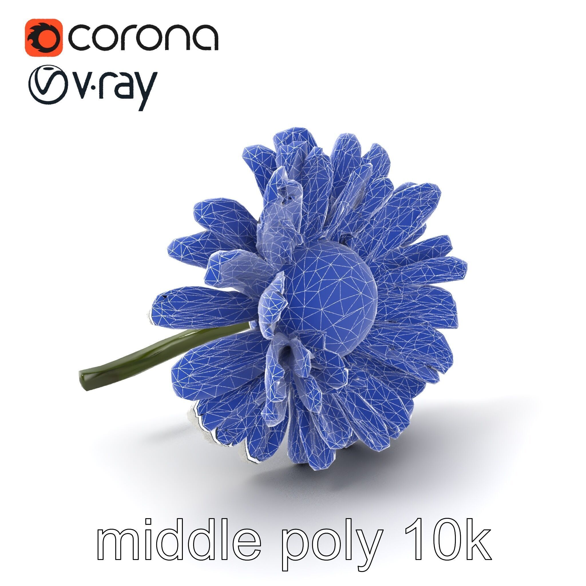 Leucanthemum Vulgare Realistic Flower Model Pack Low-poly 3D model_6