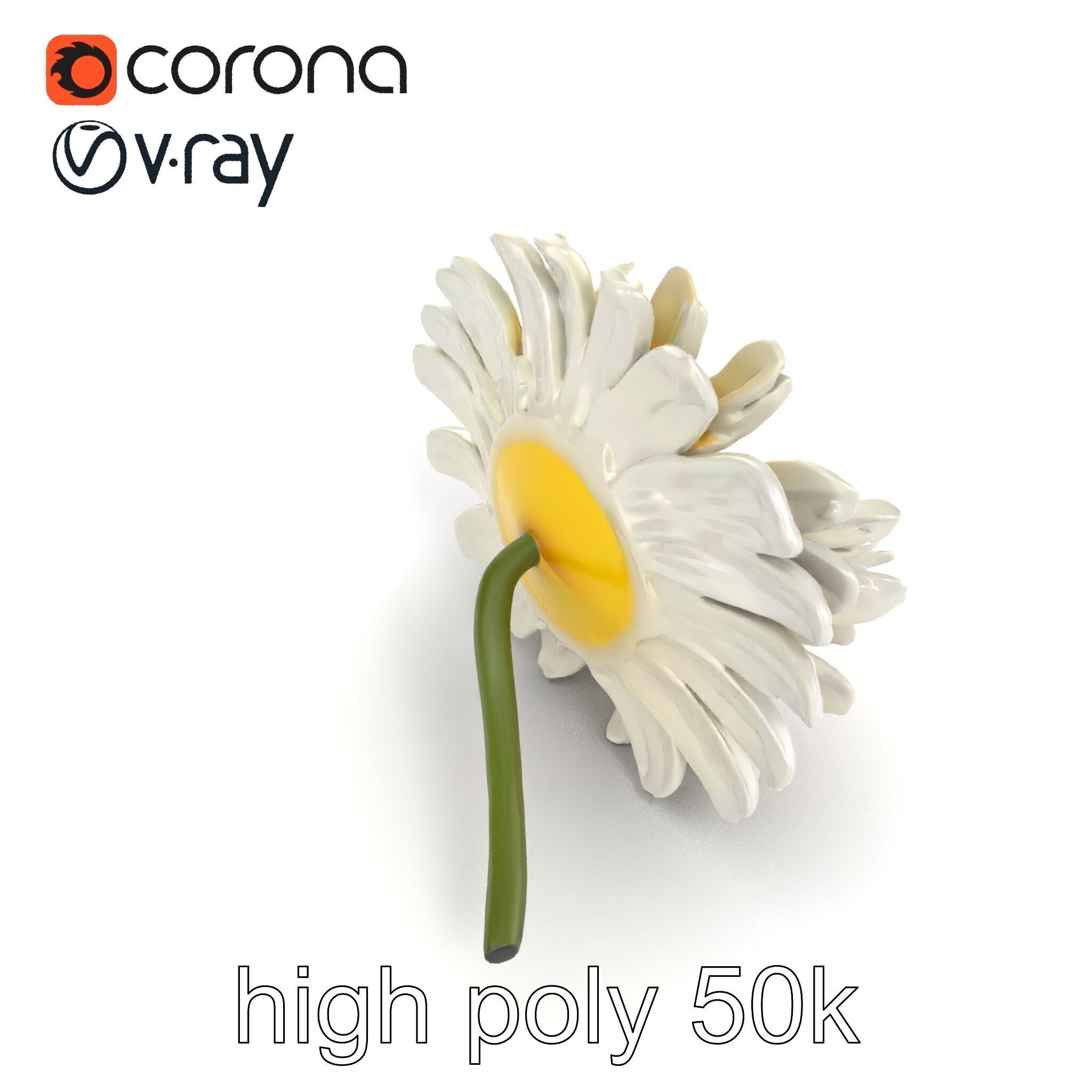 Leucanthemum Vulgare Realistic Flower Model Pack Low-poly 3D model_18