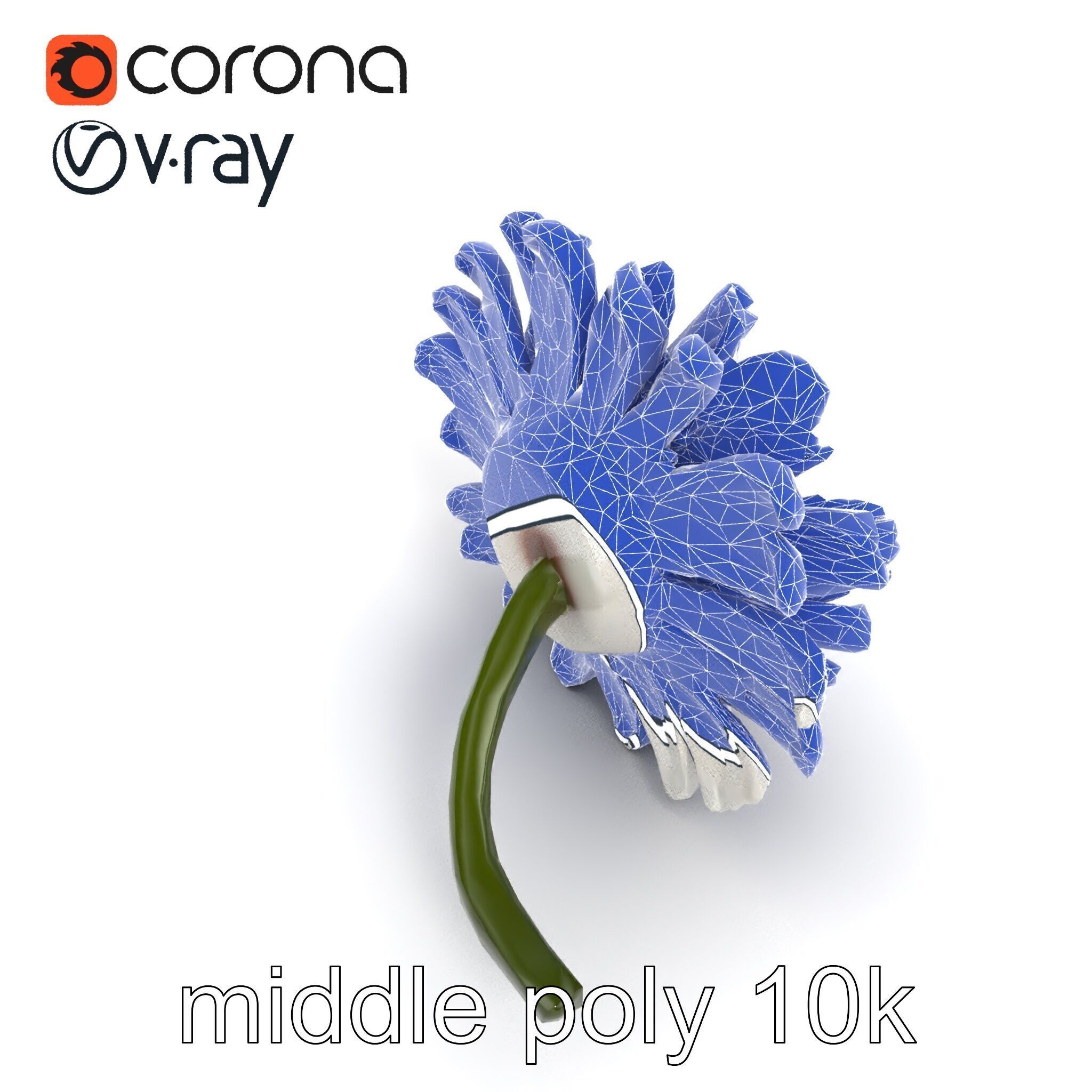 Leucanthemum Vulgare Realistic Flower Model Pack Low-poly 3D model_27